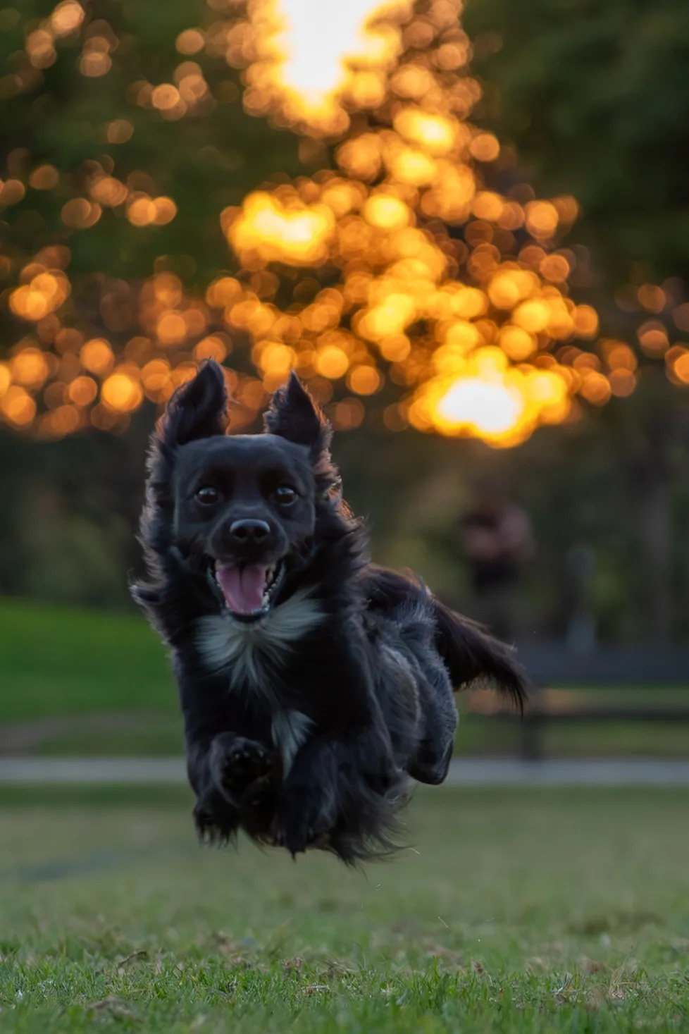 Pure Joy
