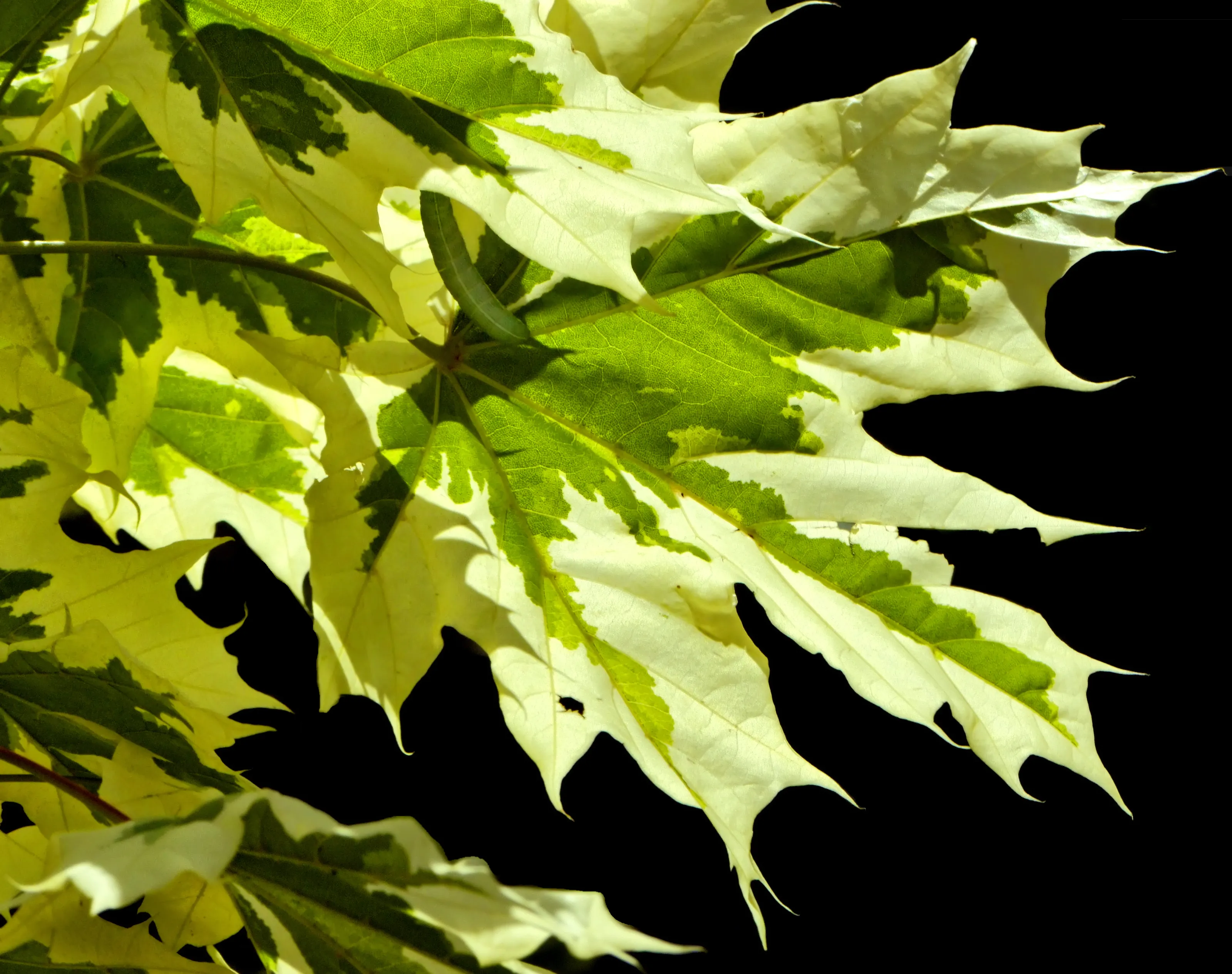 The Colour Green
