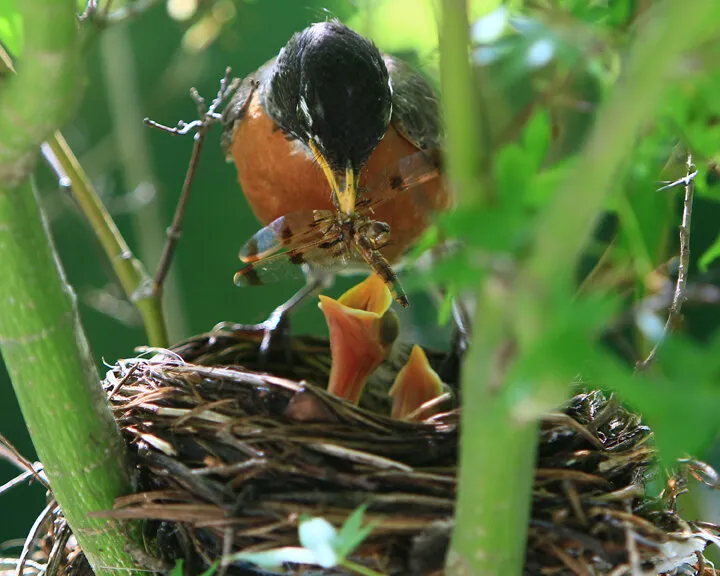 Feeding Time