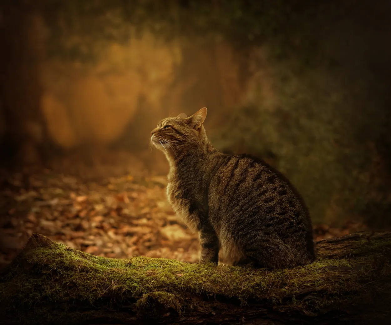 Contemplation
