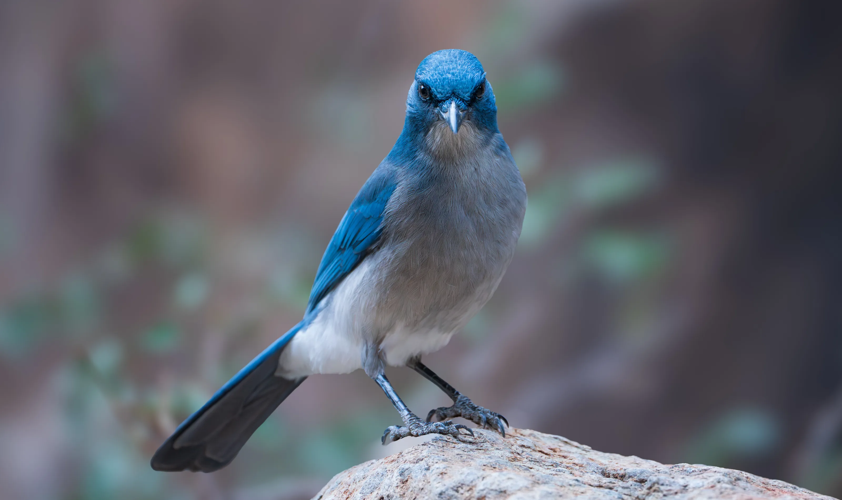 Hello, Bluebird