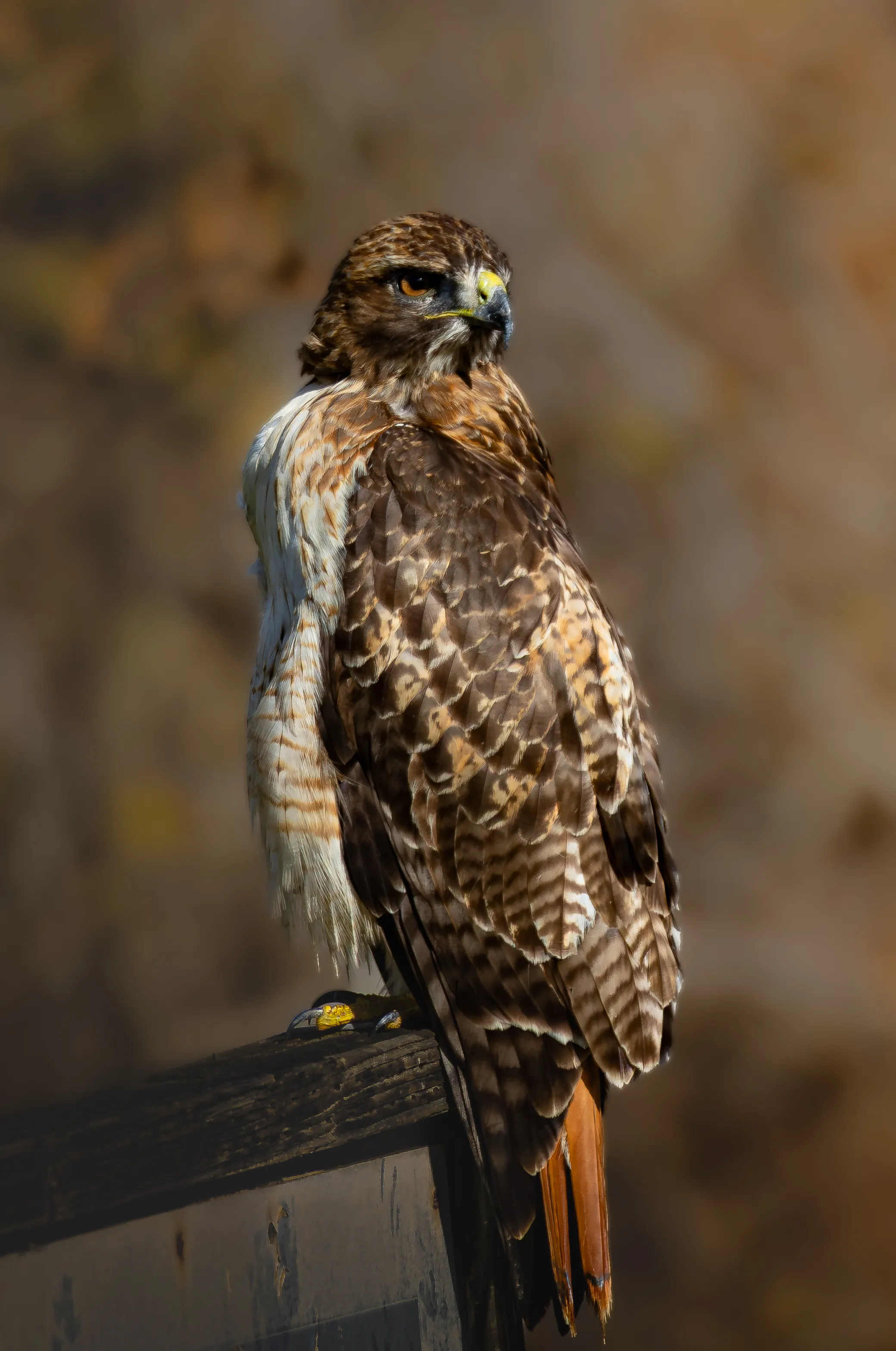 Red tailed hawk on the watch