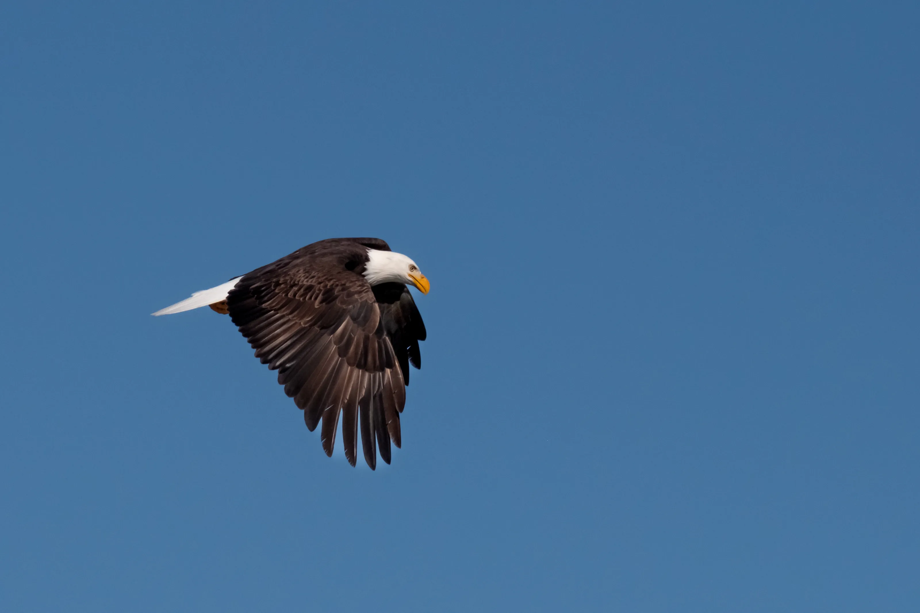 Bald Eagle in flight