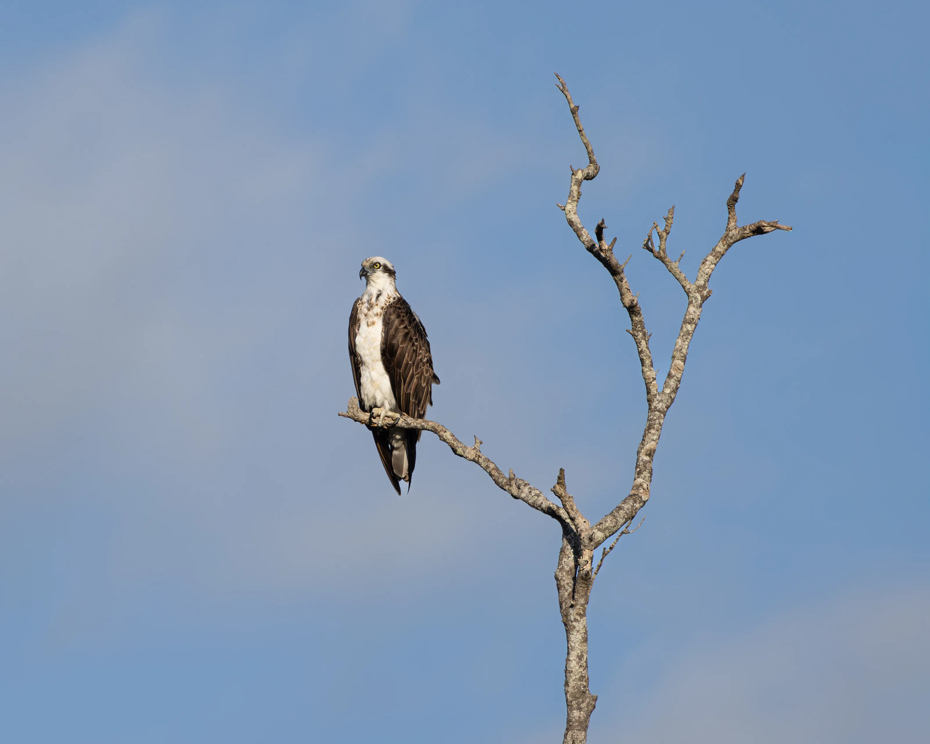 Osprey