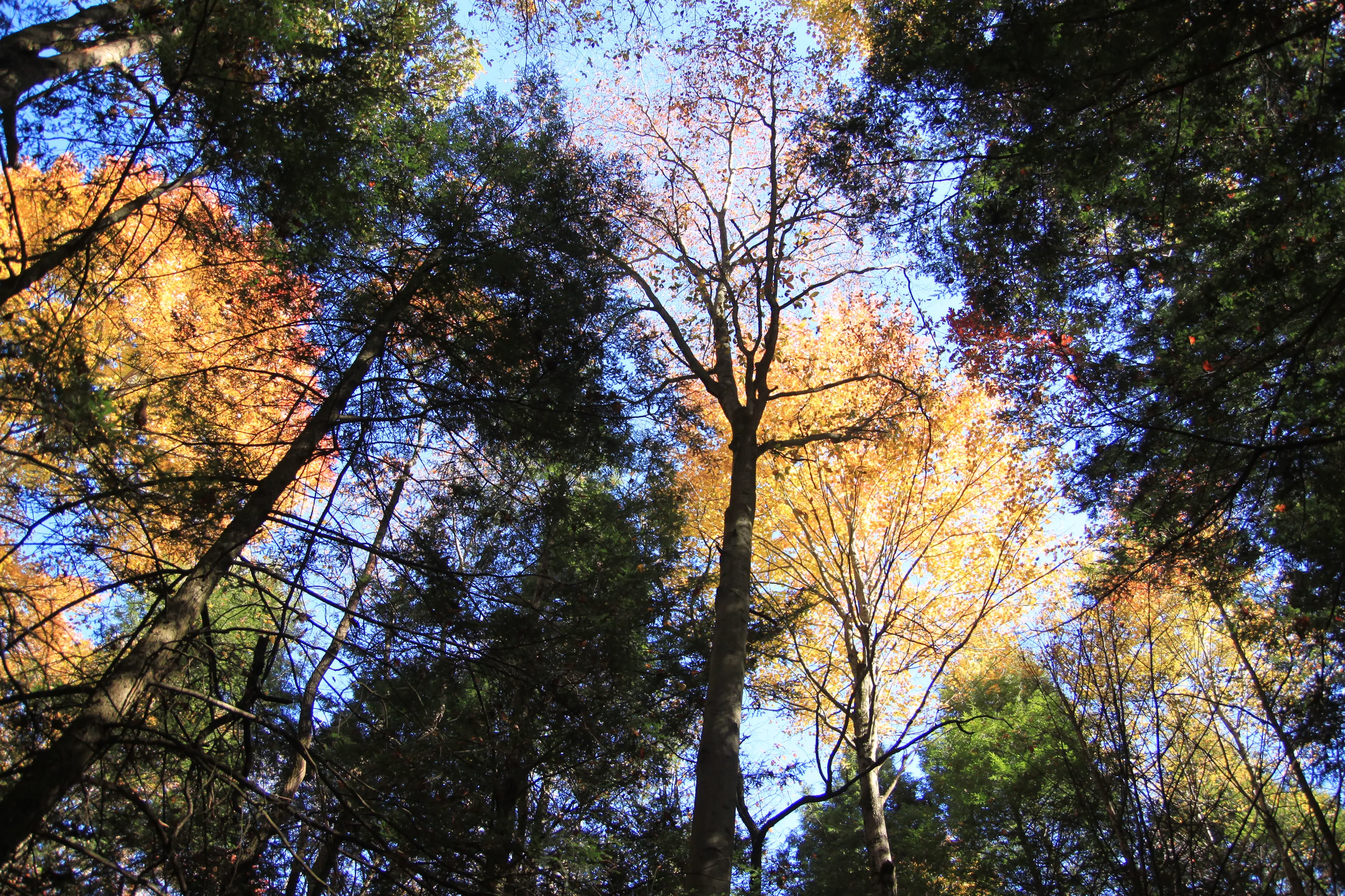 In the Woods