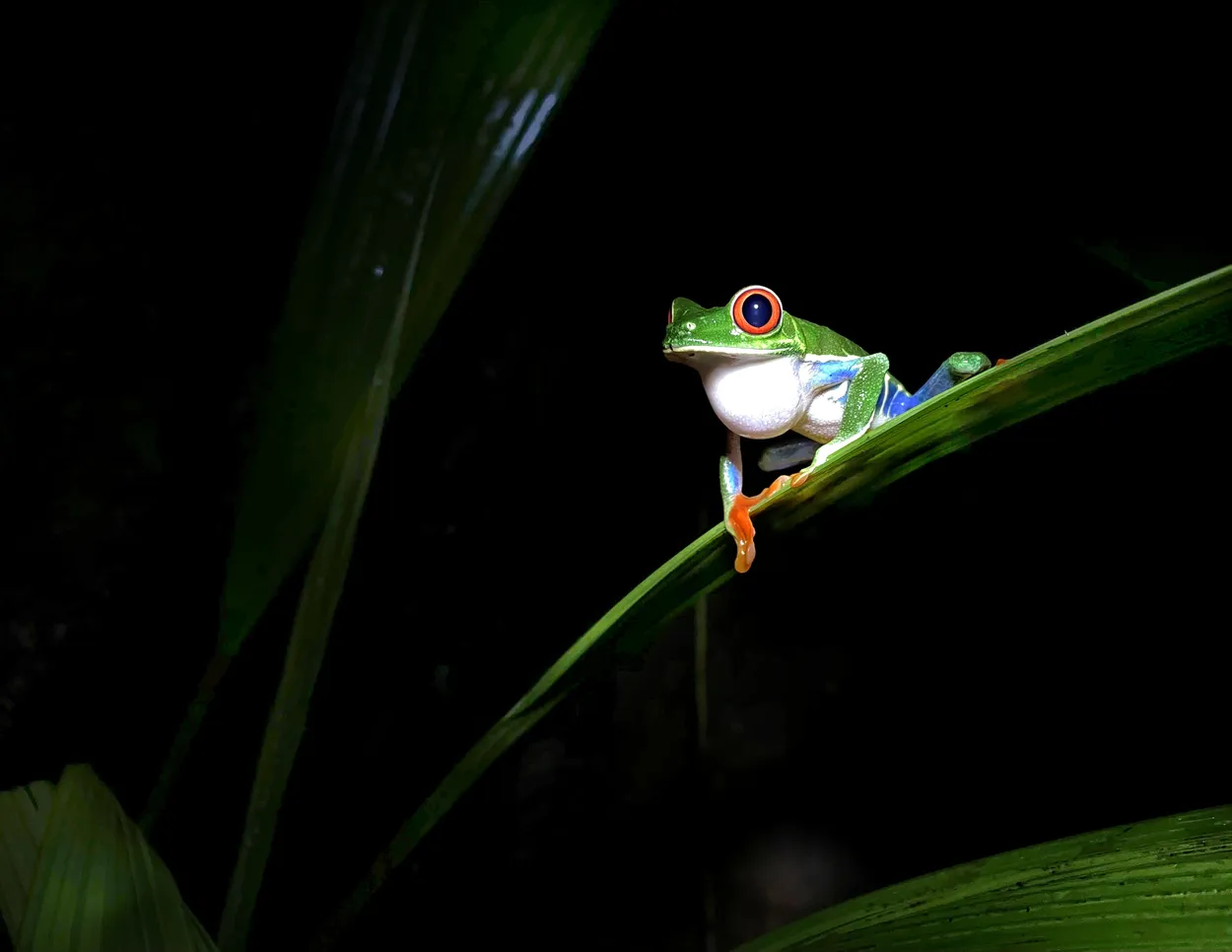 Red-Eyed Watcher