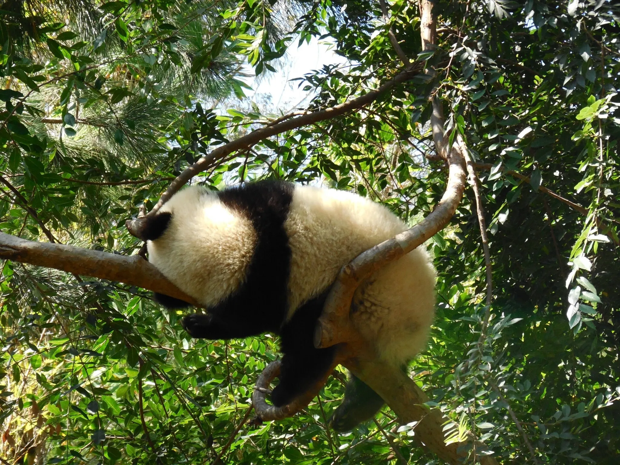 Sleeping baby panda