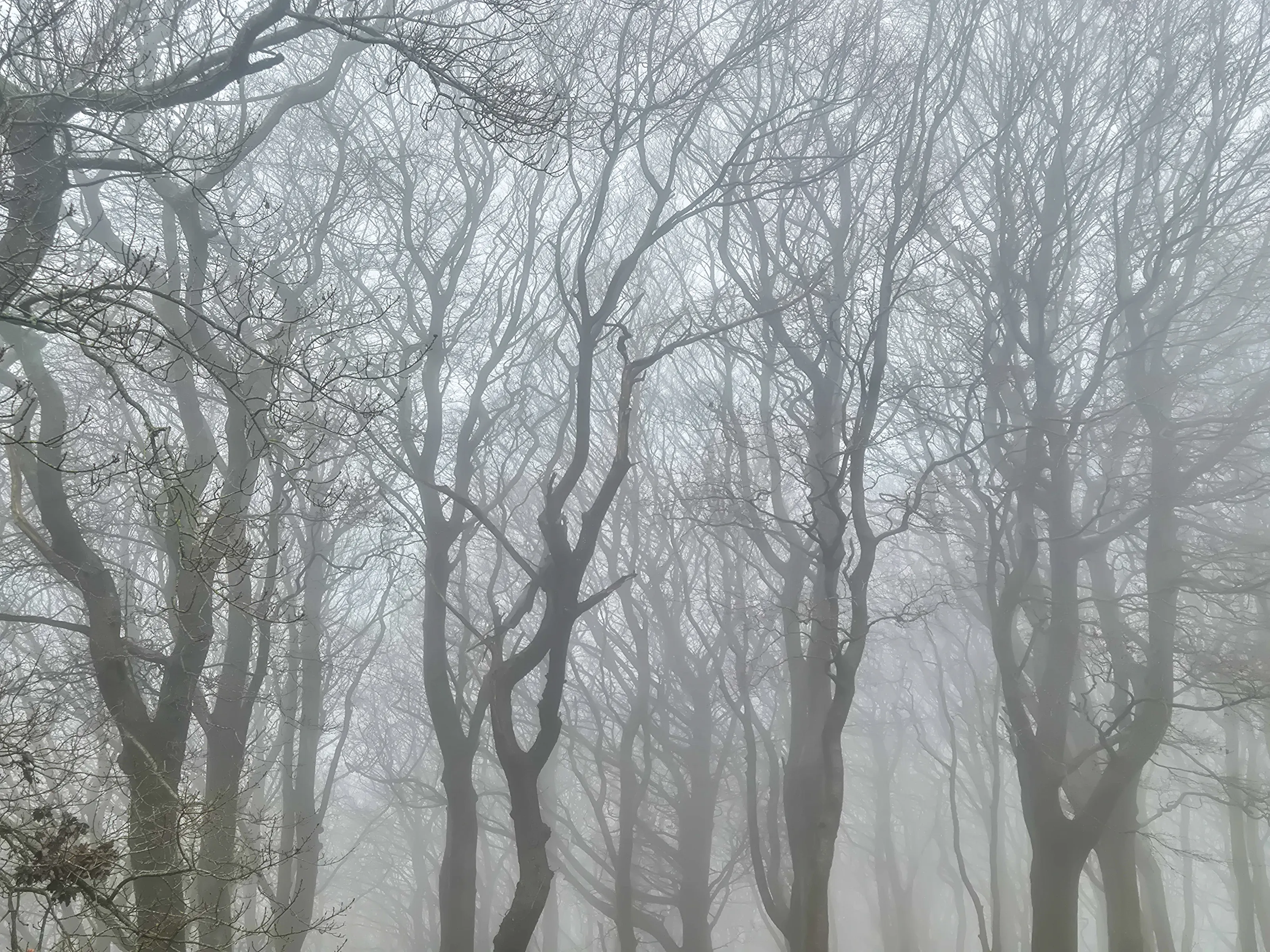 Trees in the mist