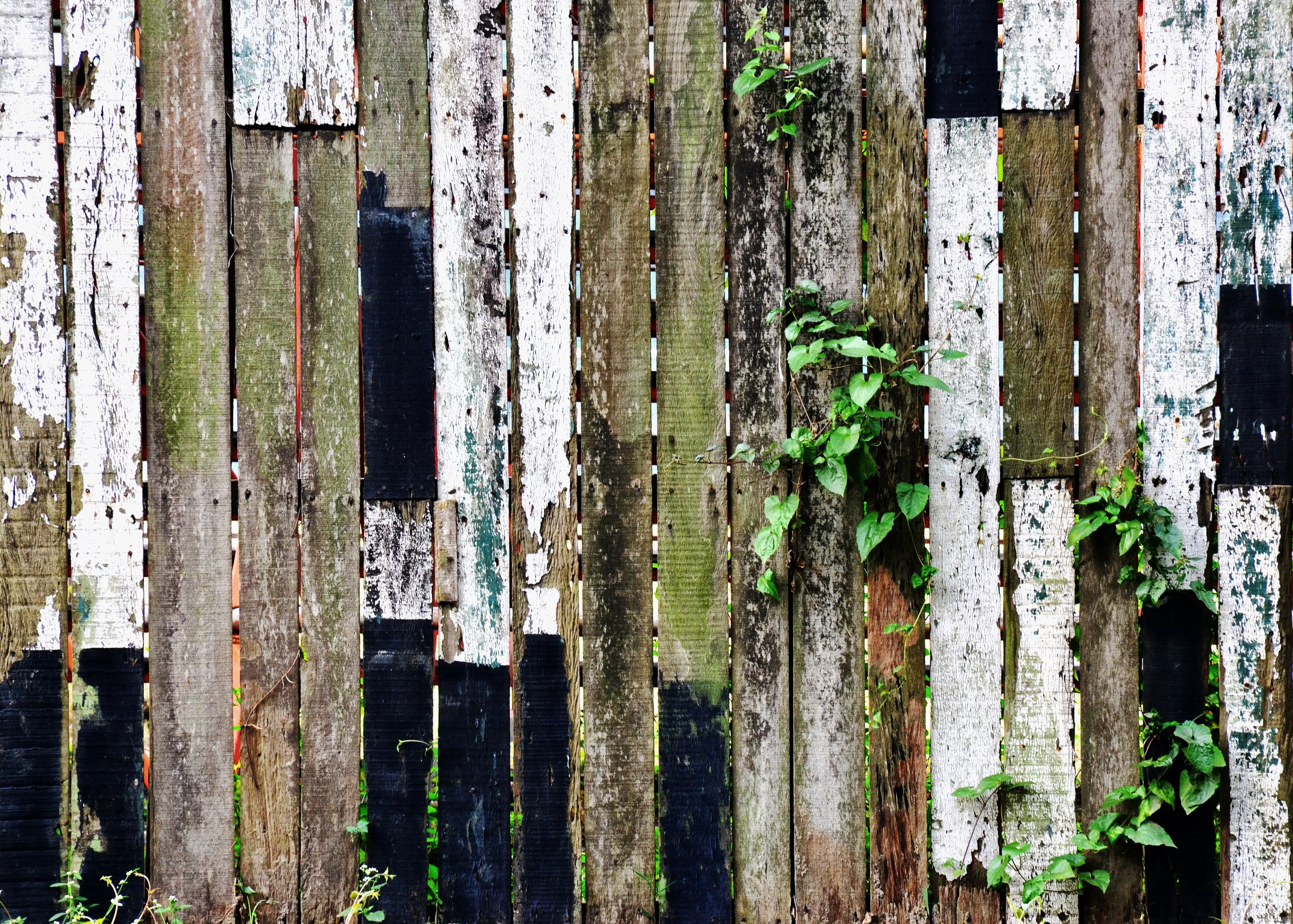 Life lines