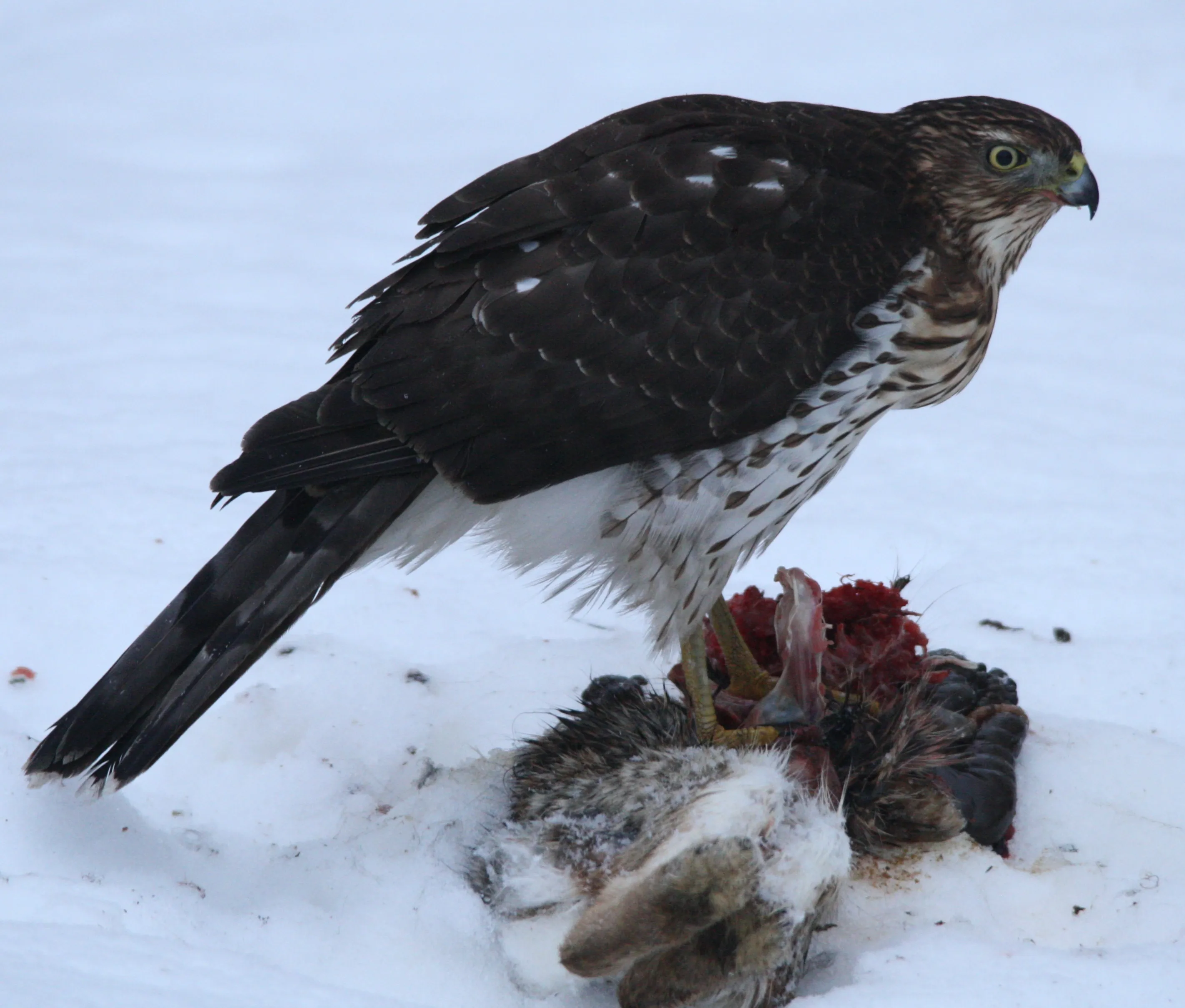 Coopers Hawk