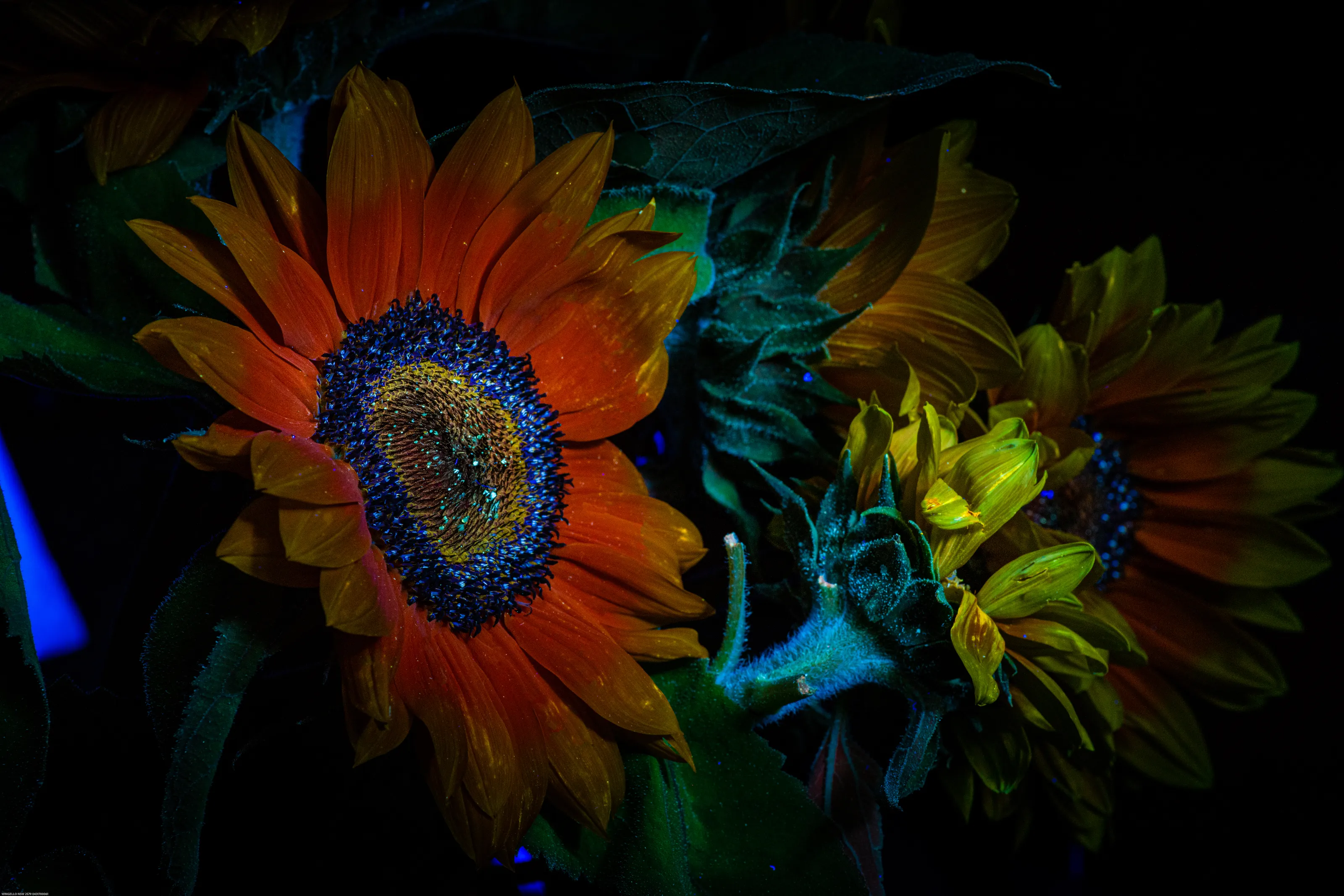 Glowing sunflower