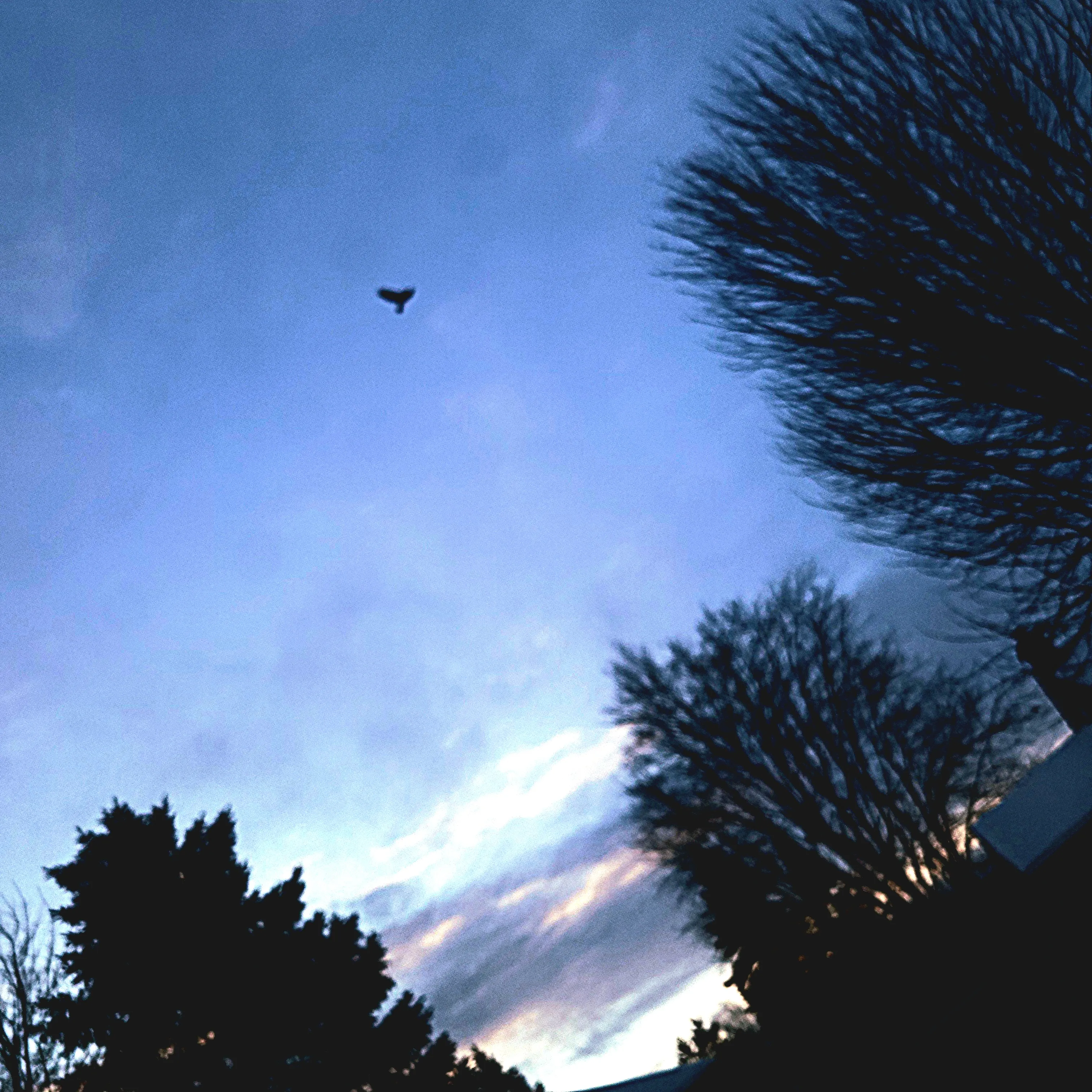 As the Crow flys