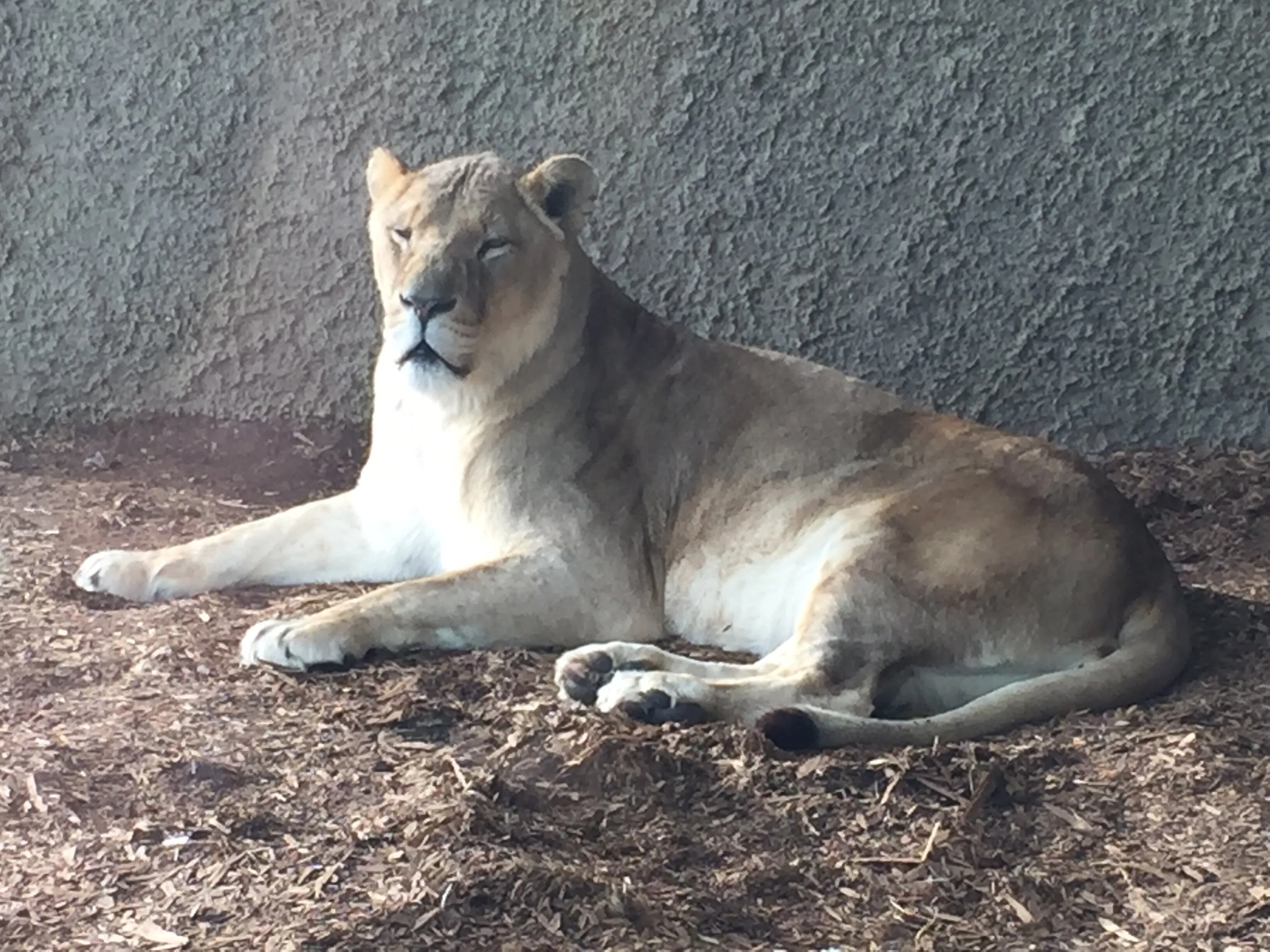 Lioness