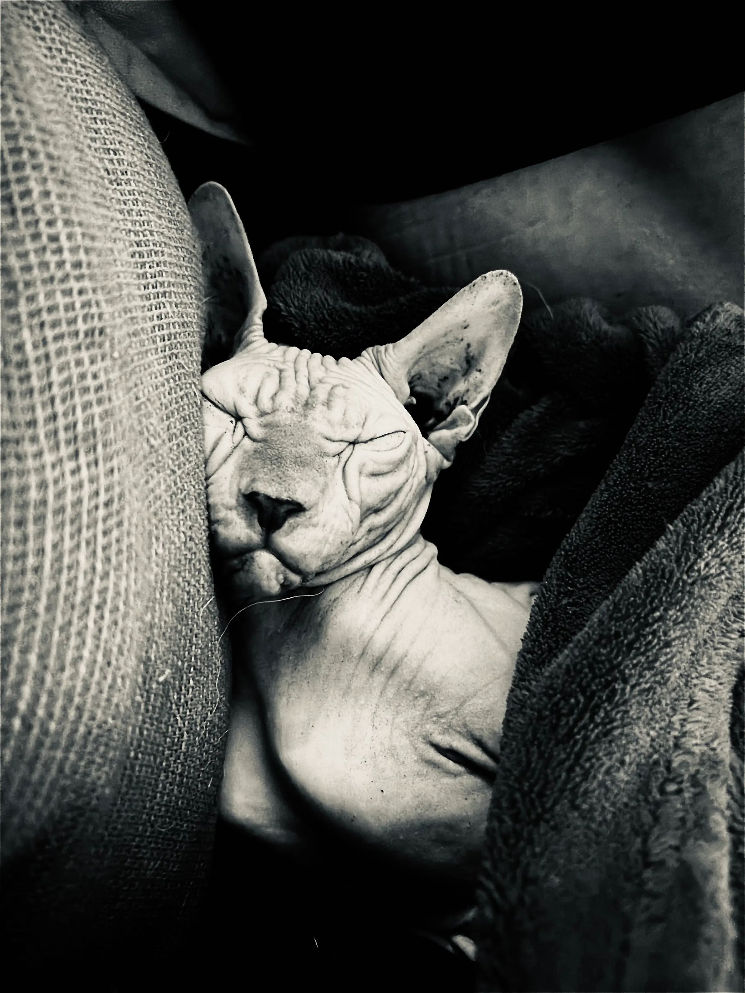 Wrapped in Quiet
