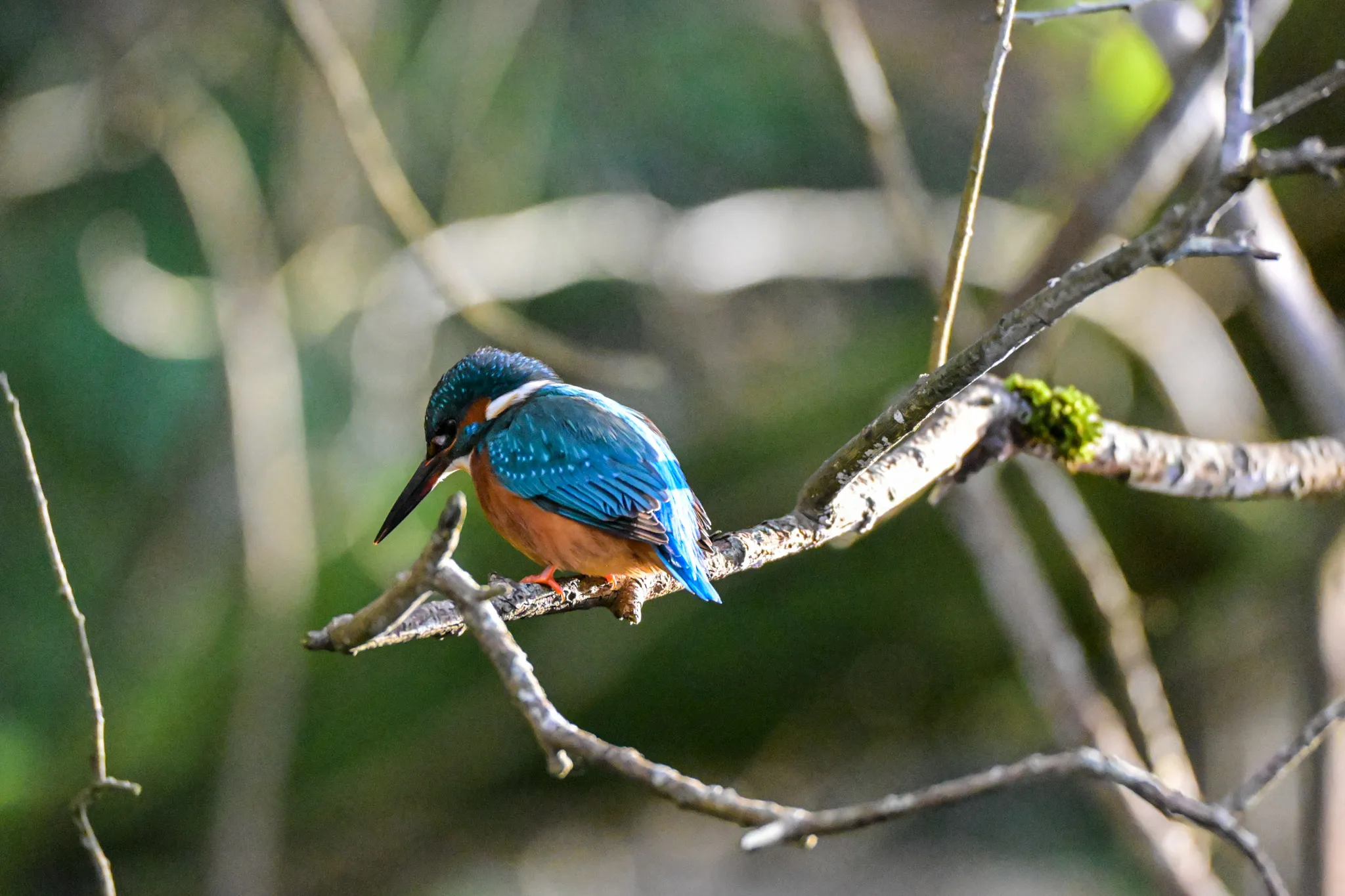 Kingfisher
