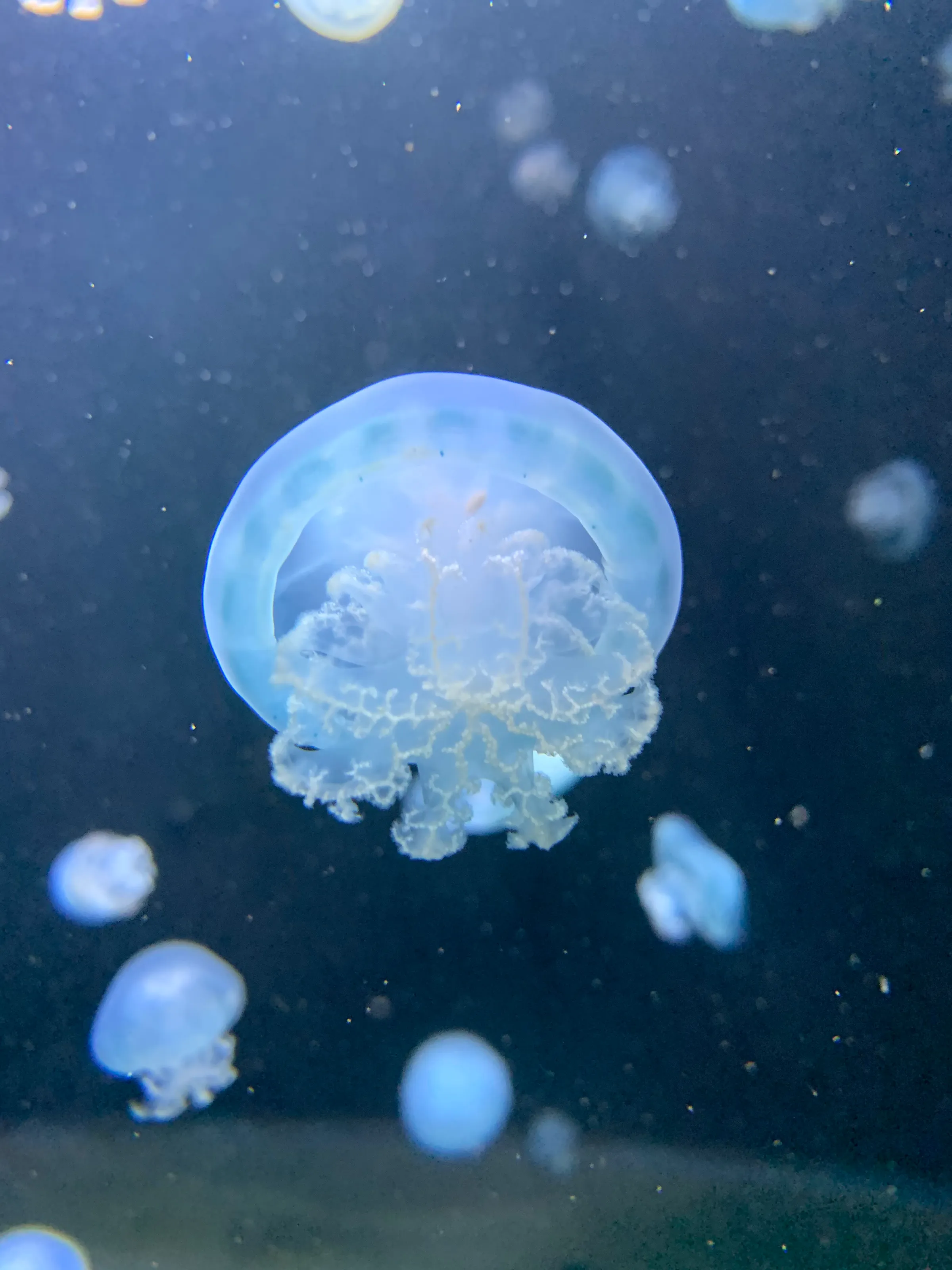 Jellyfish at the Tiergarten