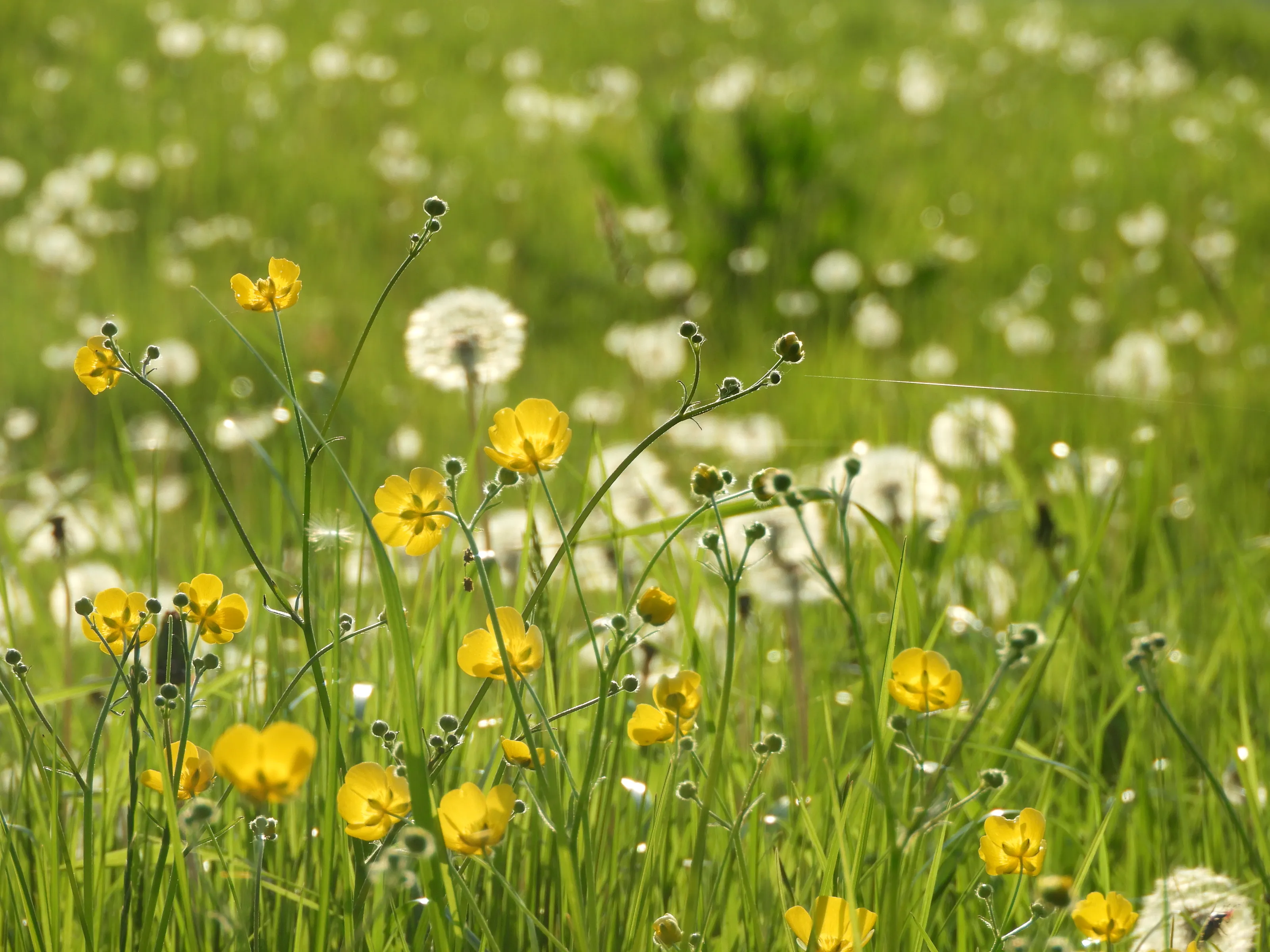 wild meadow