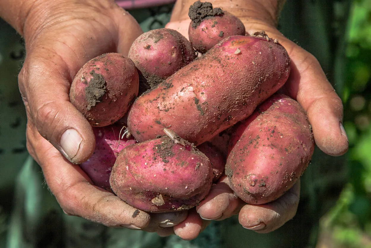 Entry 1811971