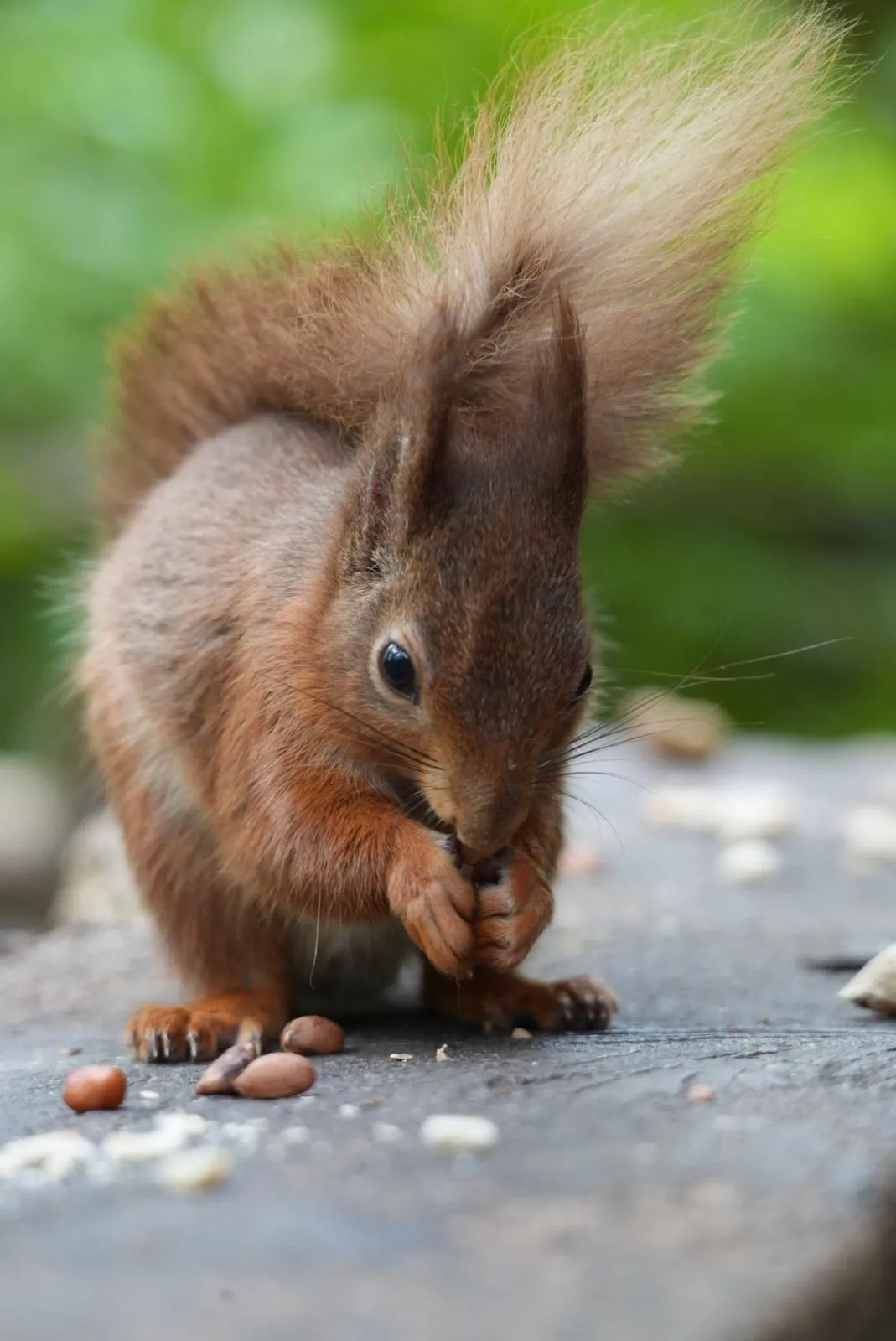 Red squirrel