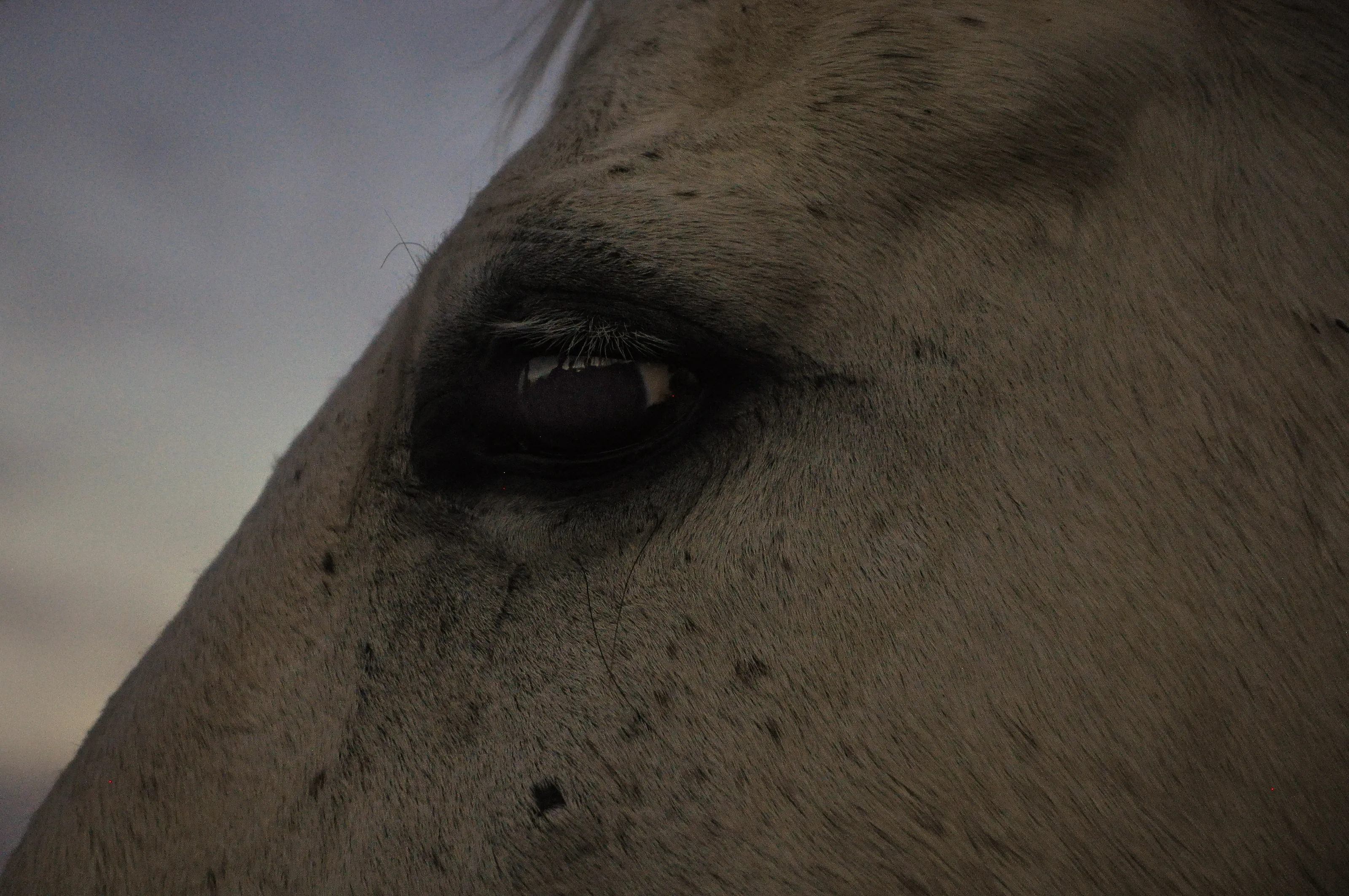 What the Horse Sees