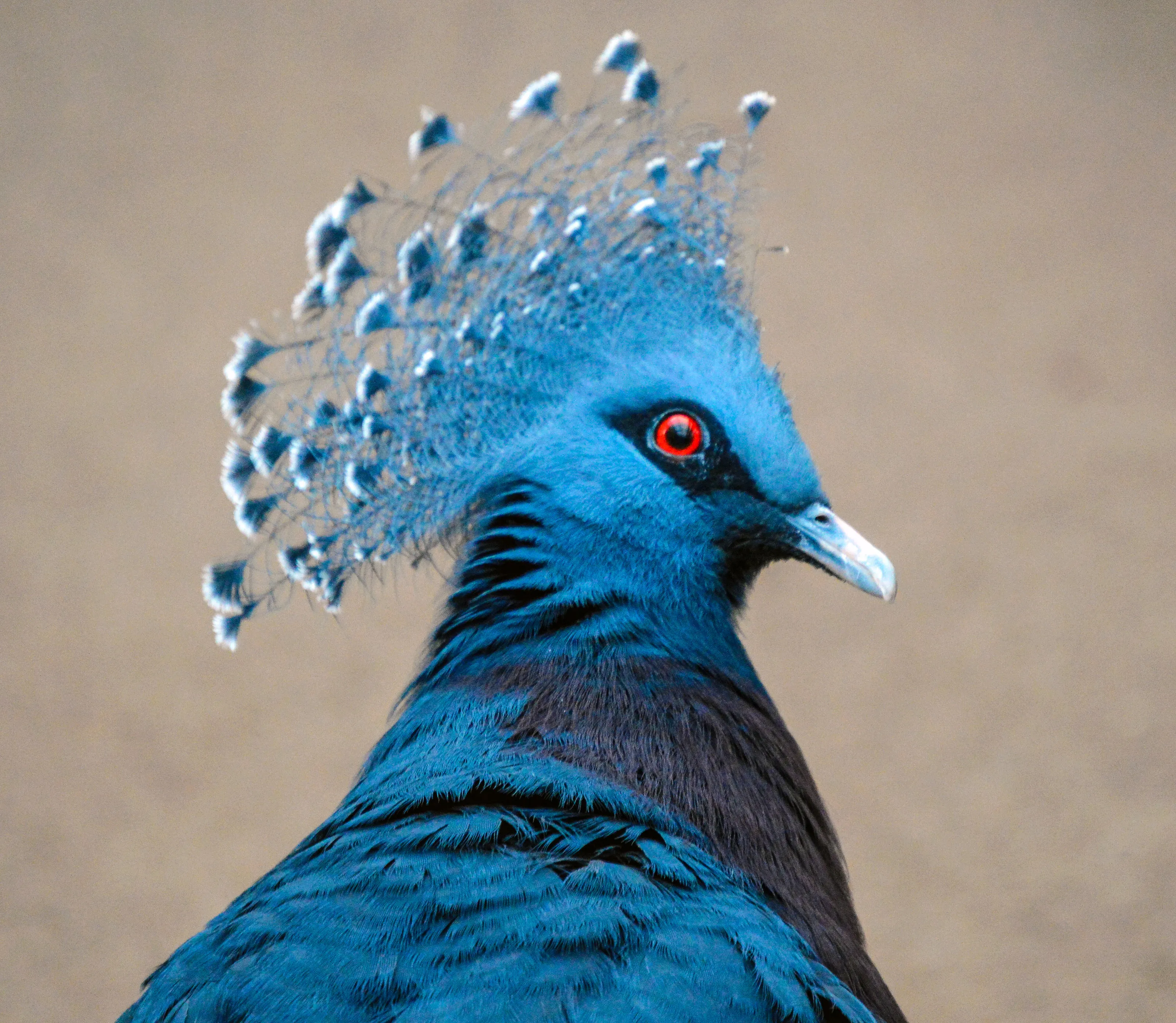 Blue Crowned Pigeon