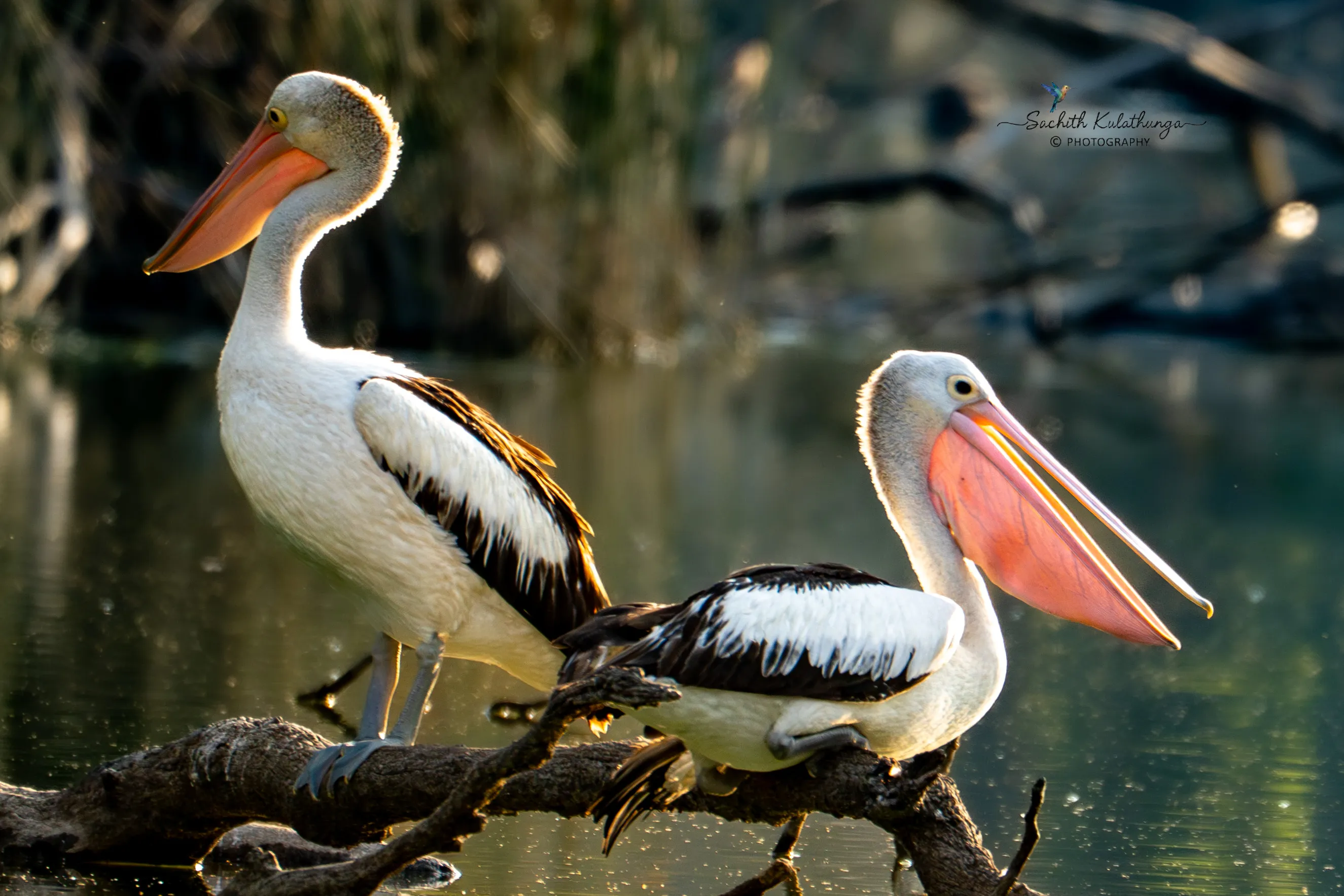 Australian pelican