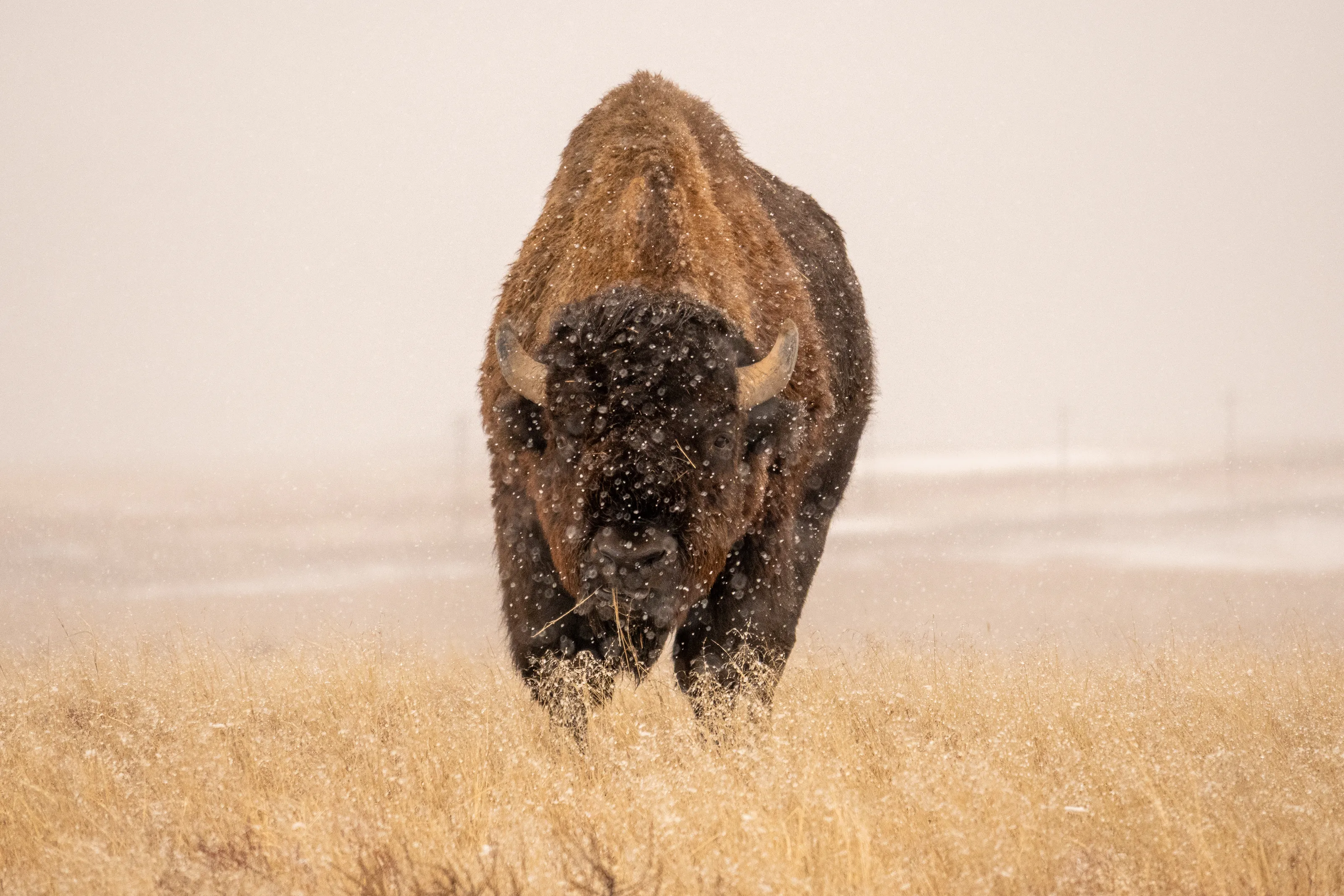 Snow Graze