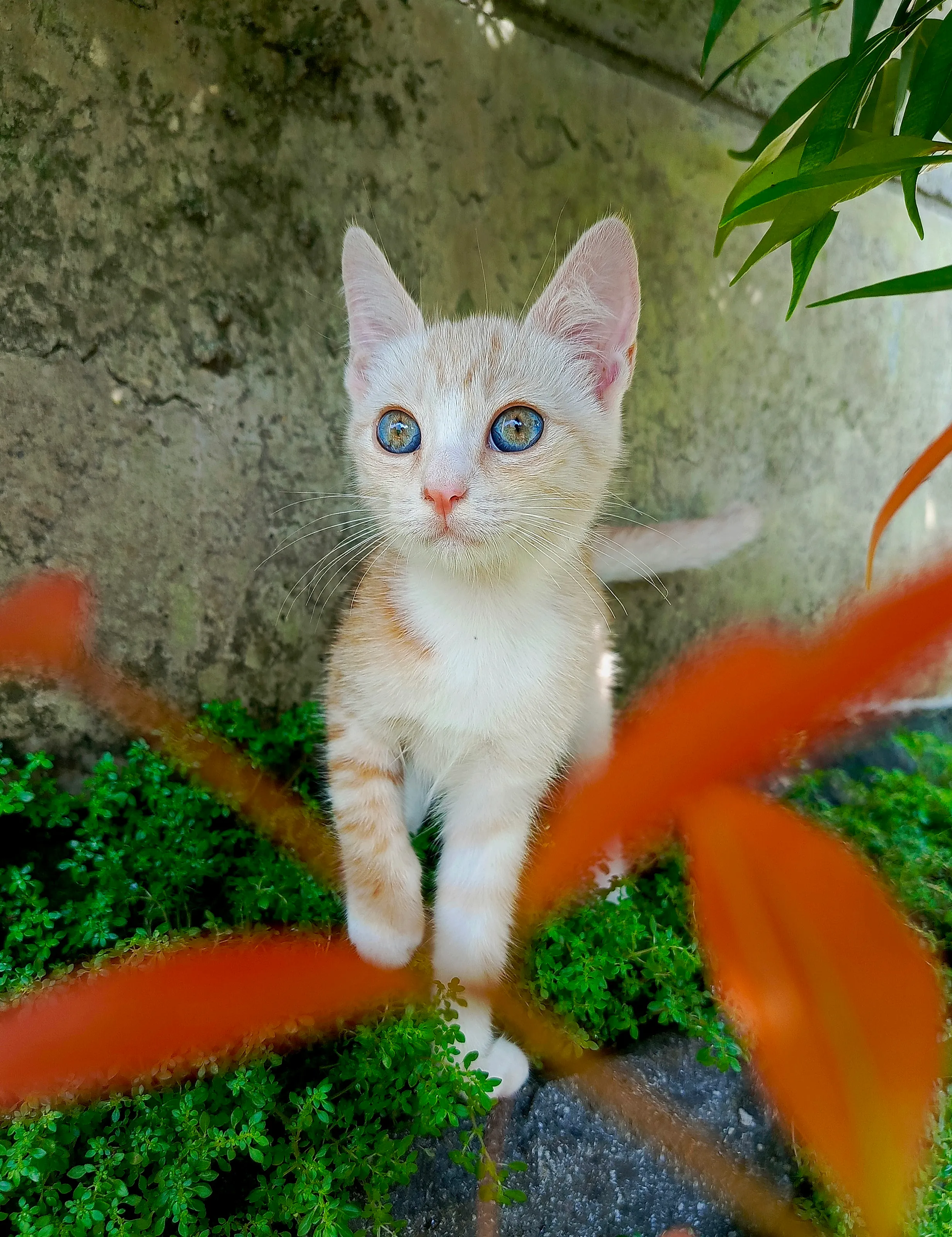 Kitten's gaze