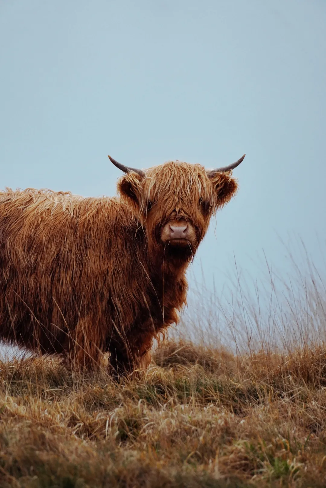 Moody cow