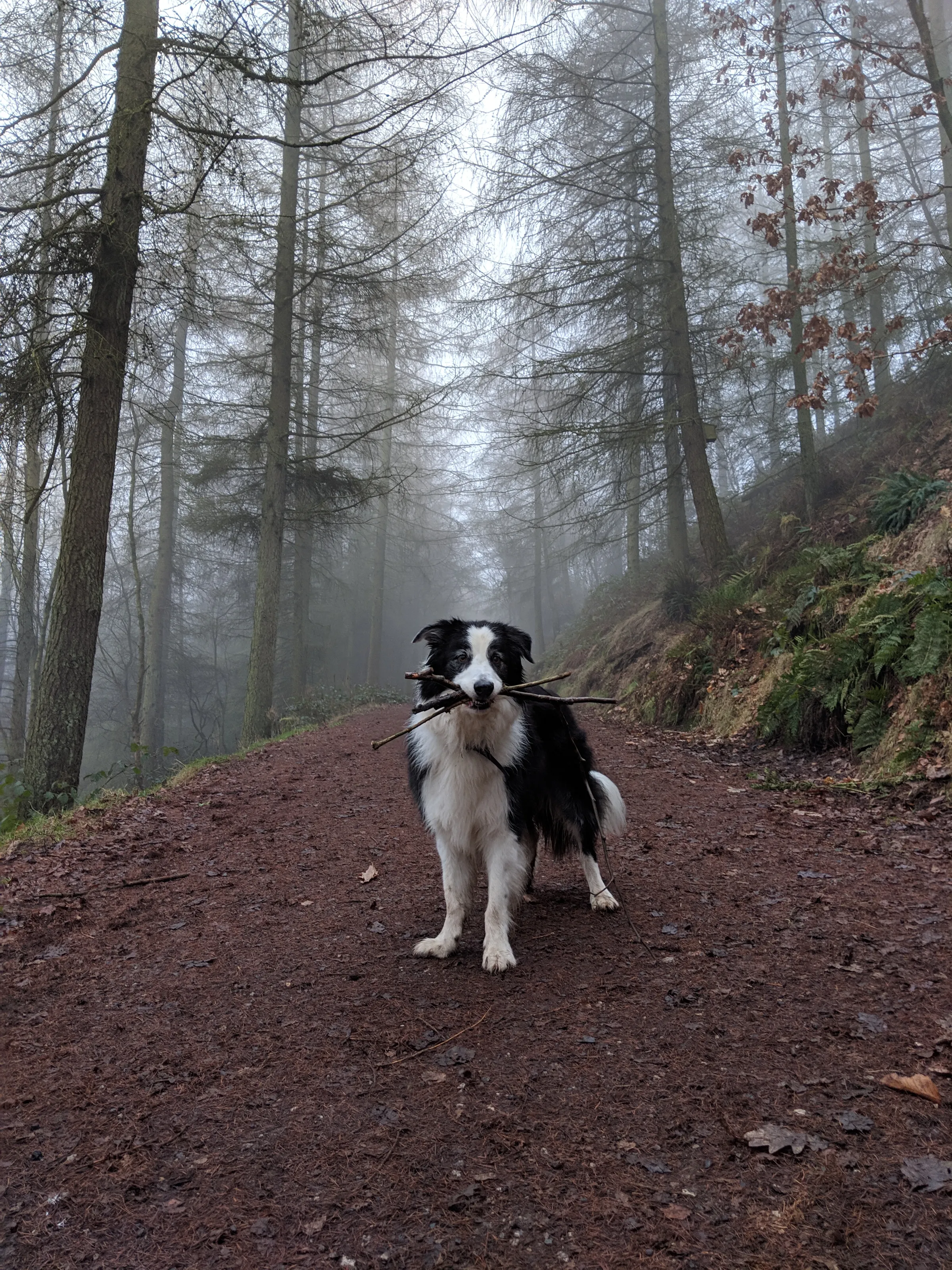 Border collie in the forest