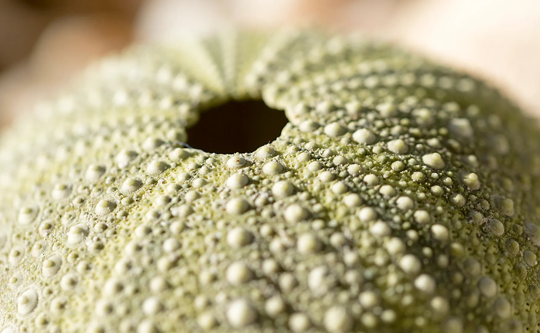 Sea urchins