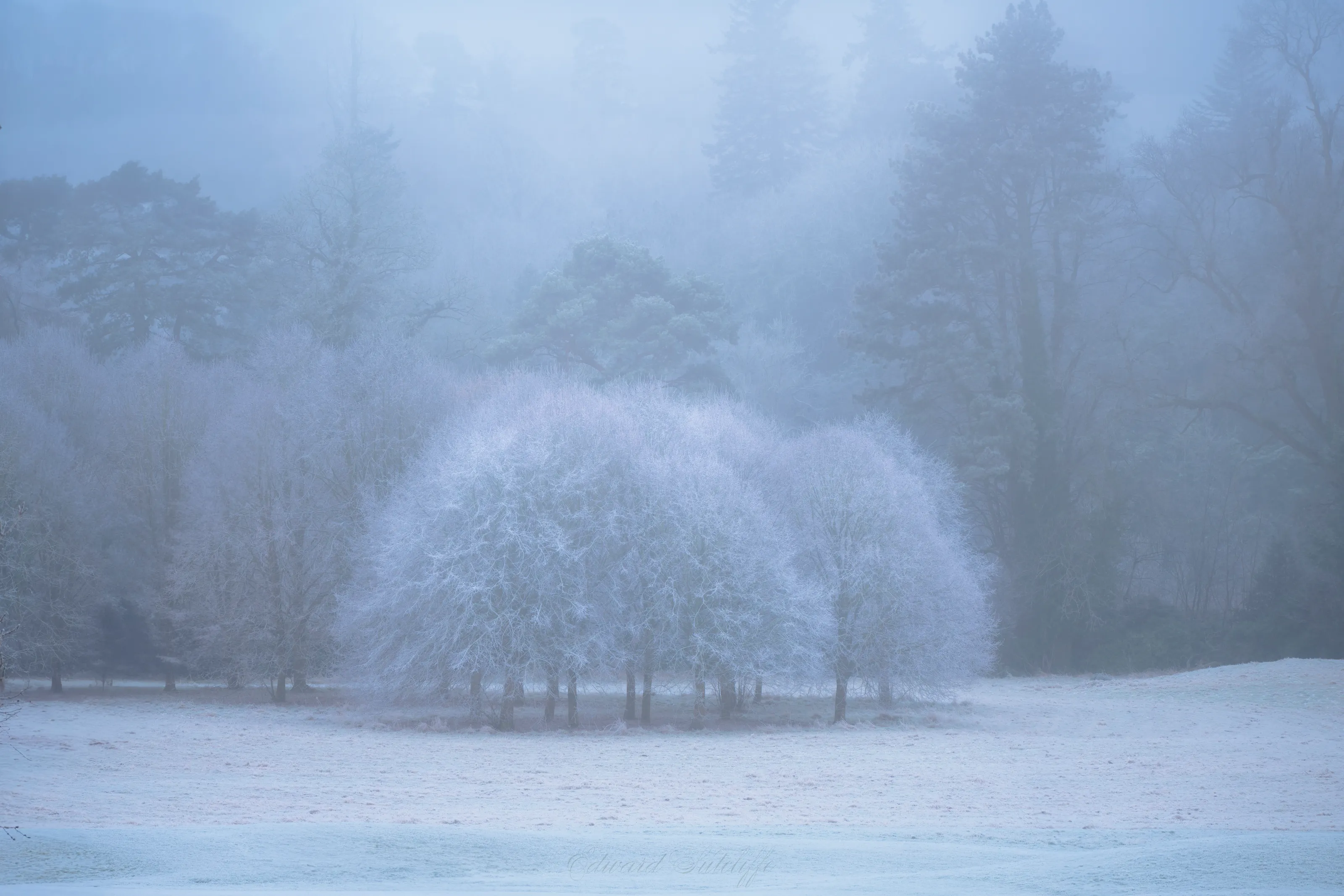 frosty trees