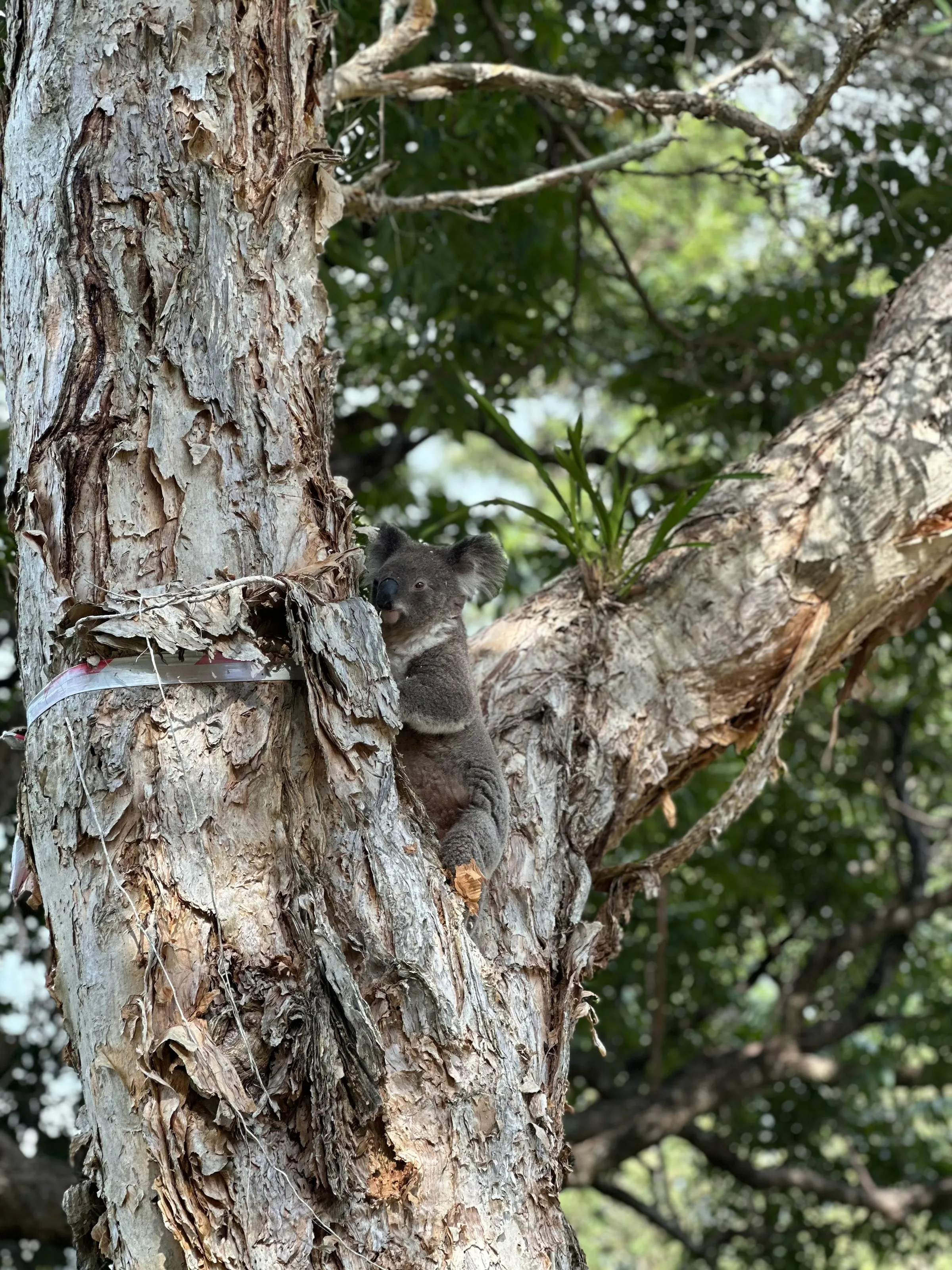 Chilling in a tree