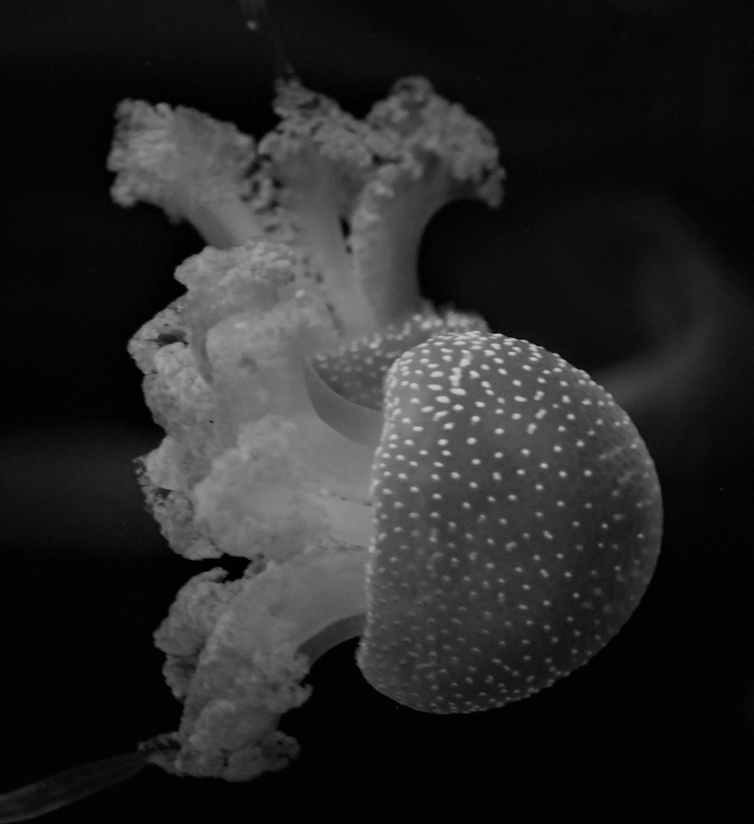 Jellyfish in Black and White