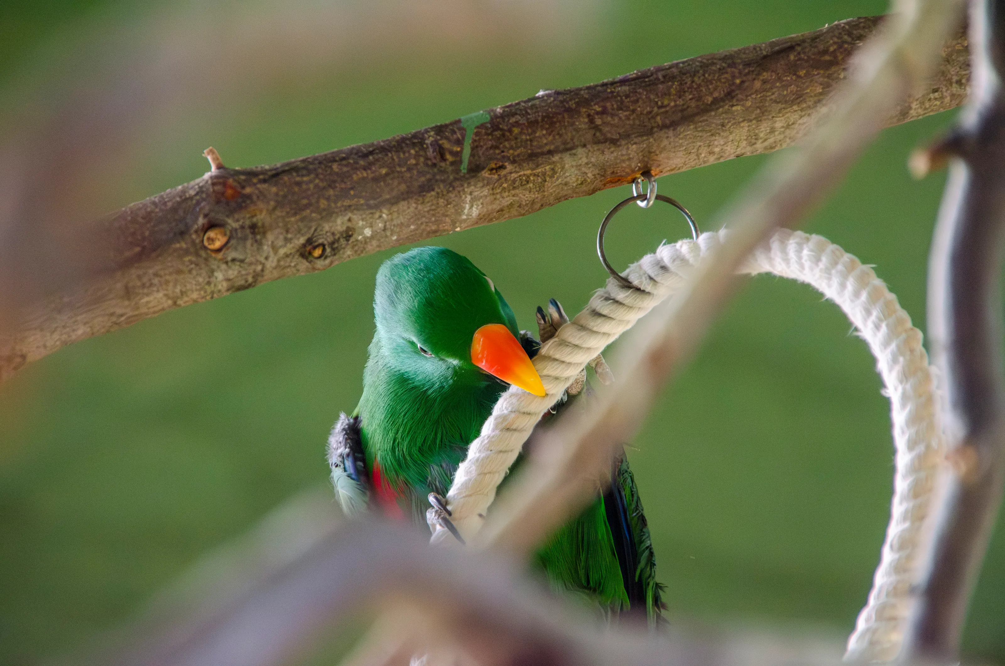 Parrot