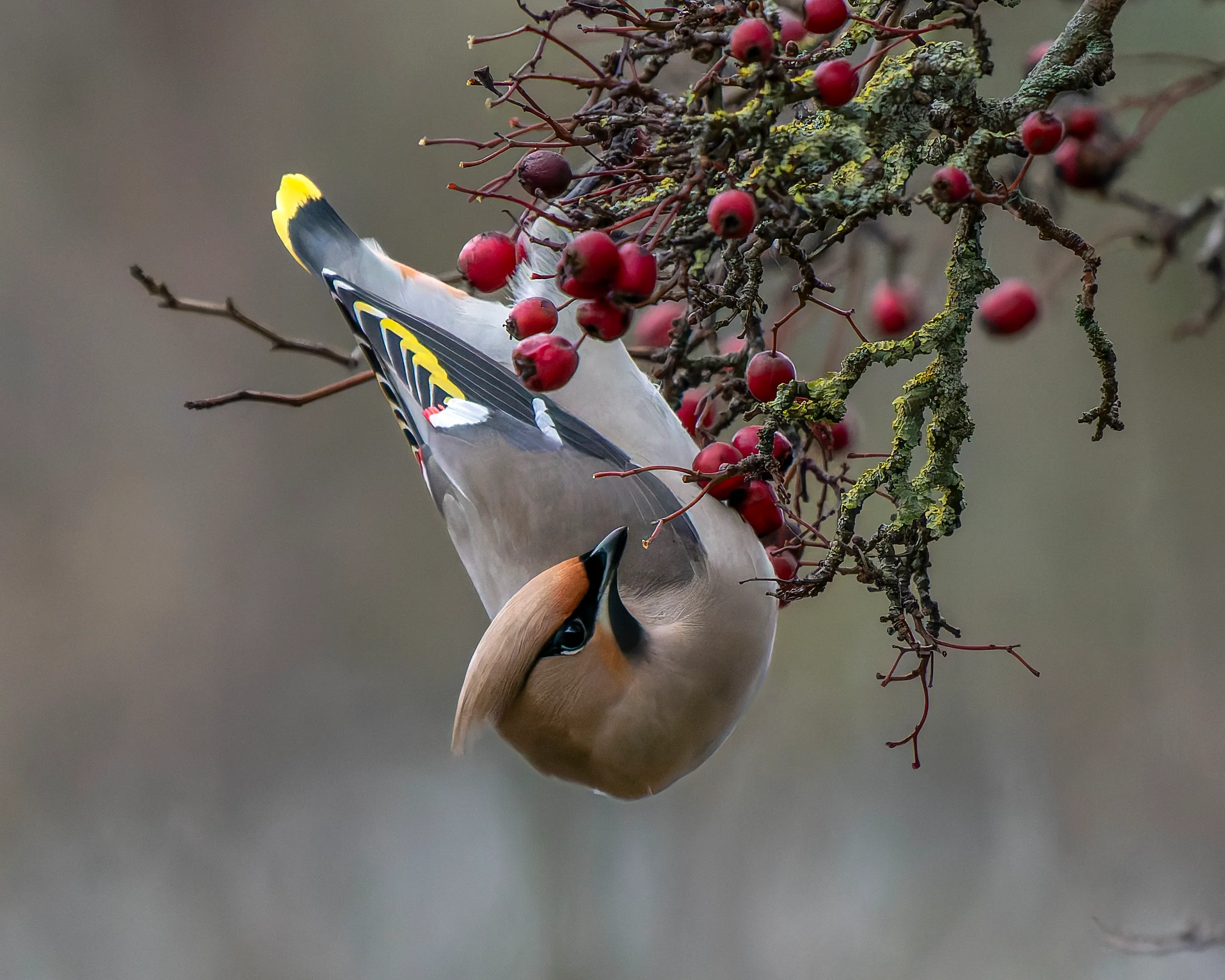 Waxwing