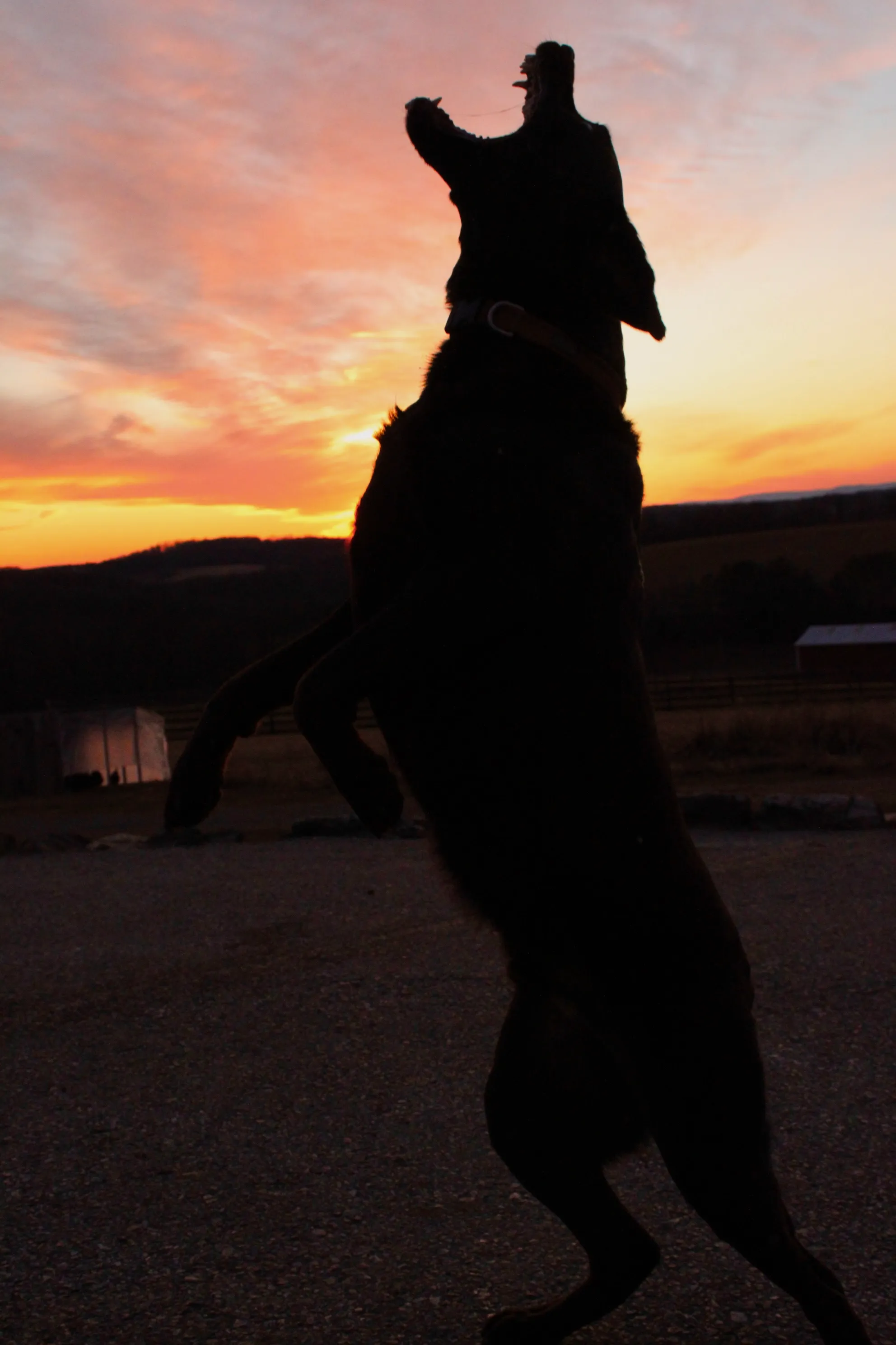 Lab playing fetch
