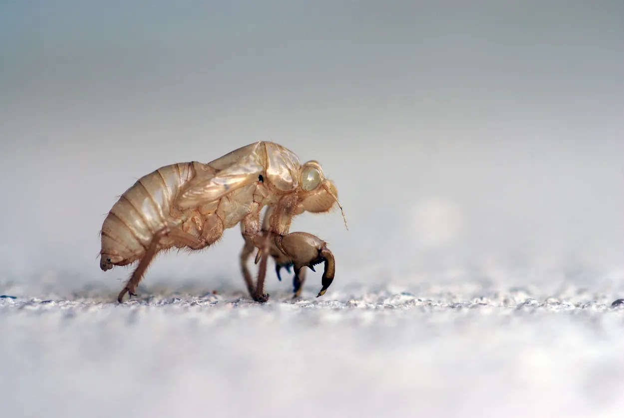 Chrysalide