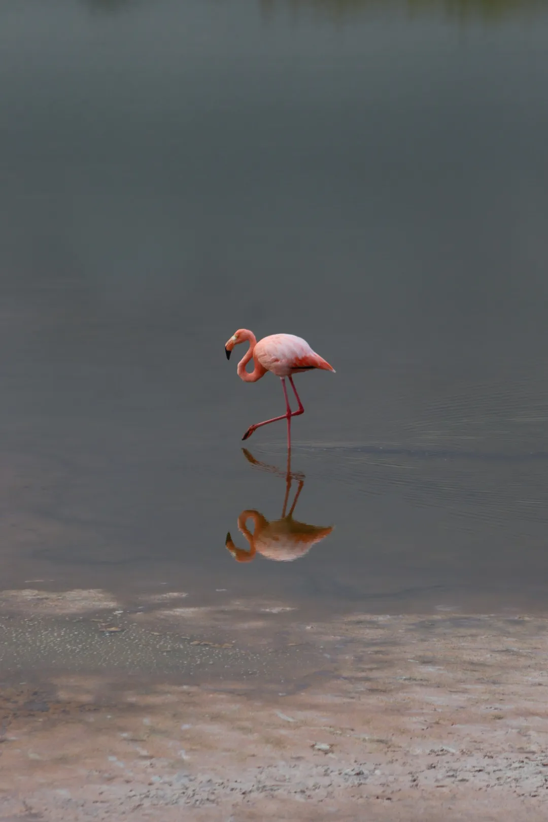 Galápagos Flamingo