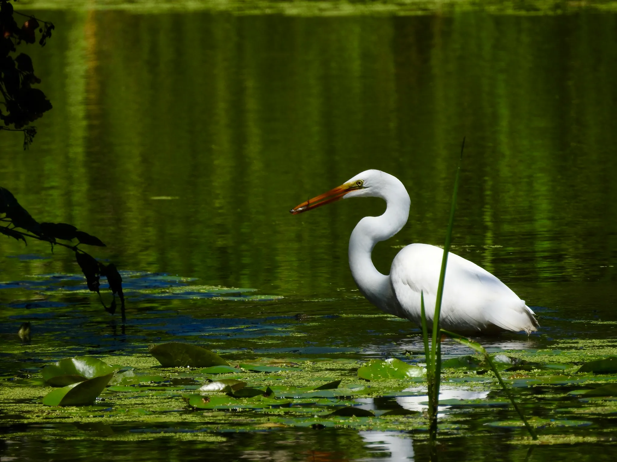 Great Egret on Green