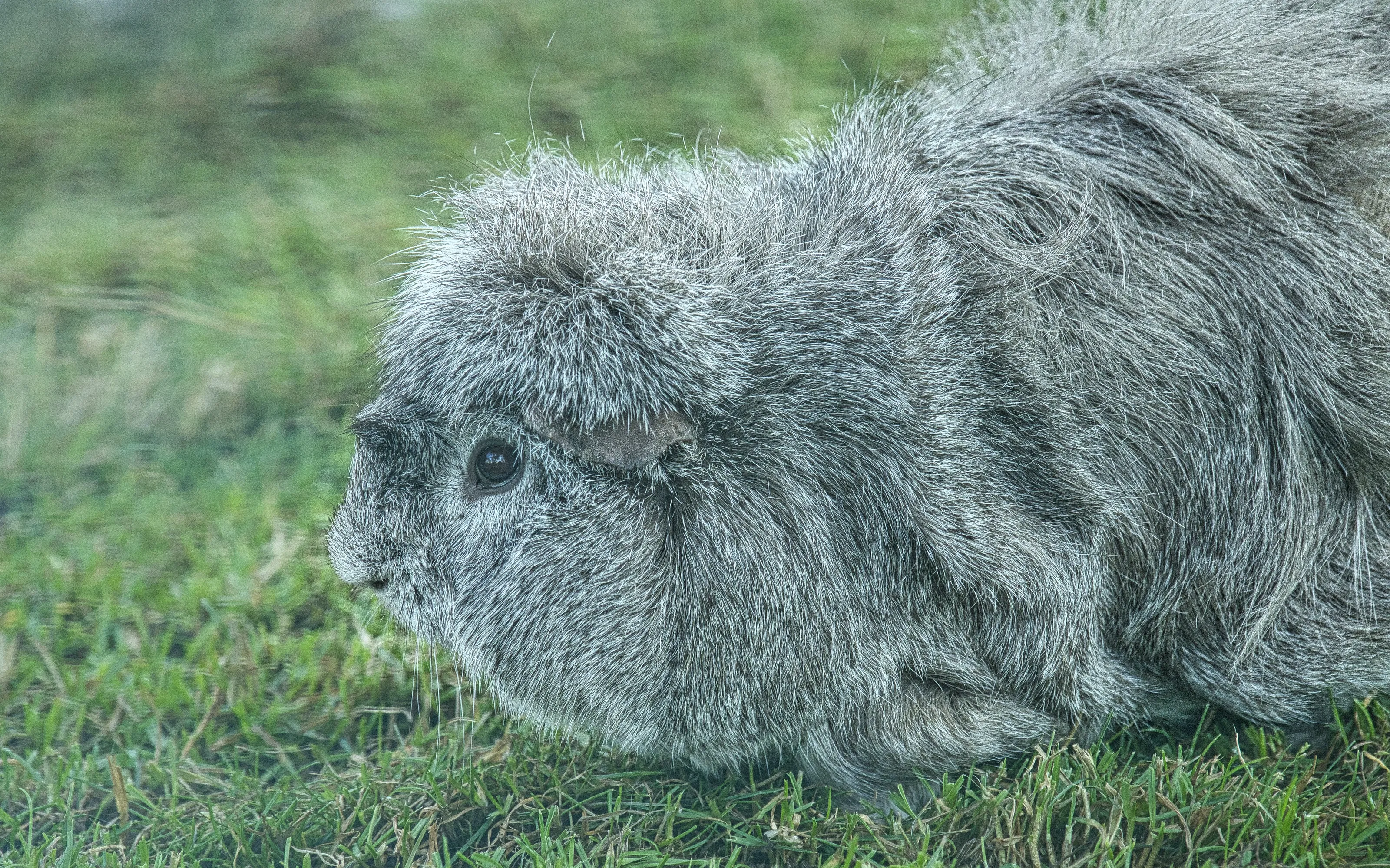 Grey and Silver Pets (in colour)