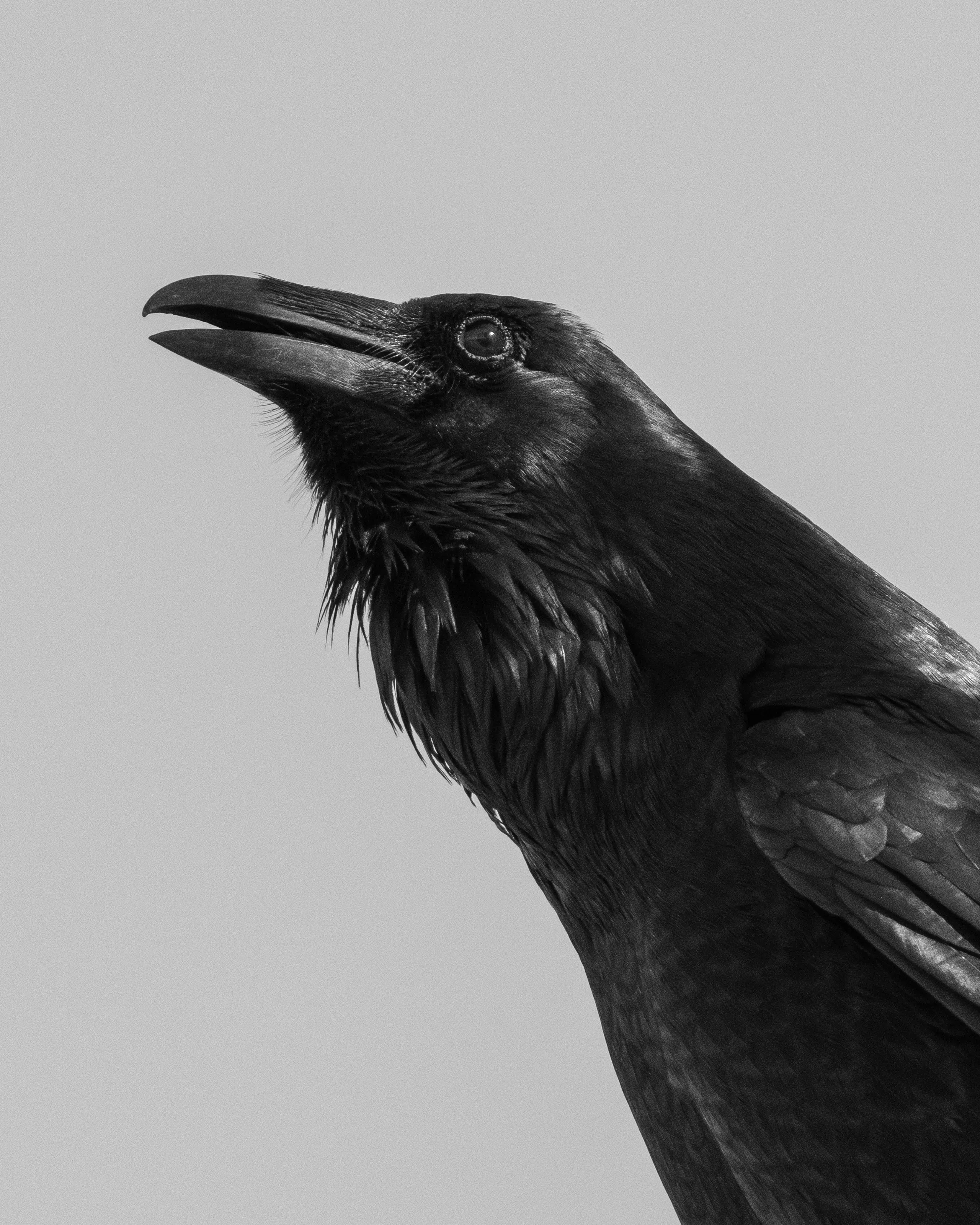 Raven