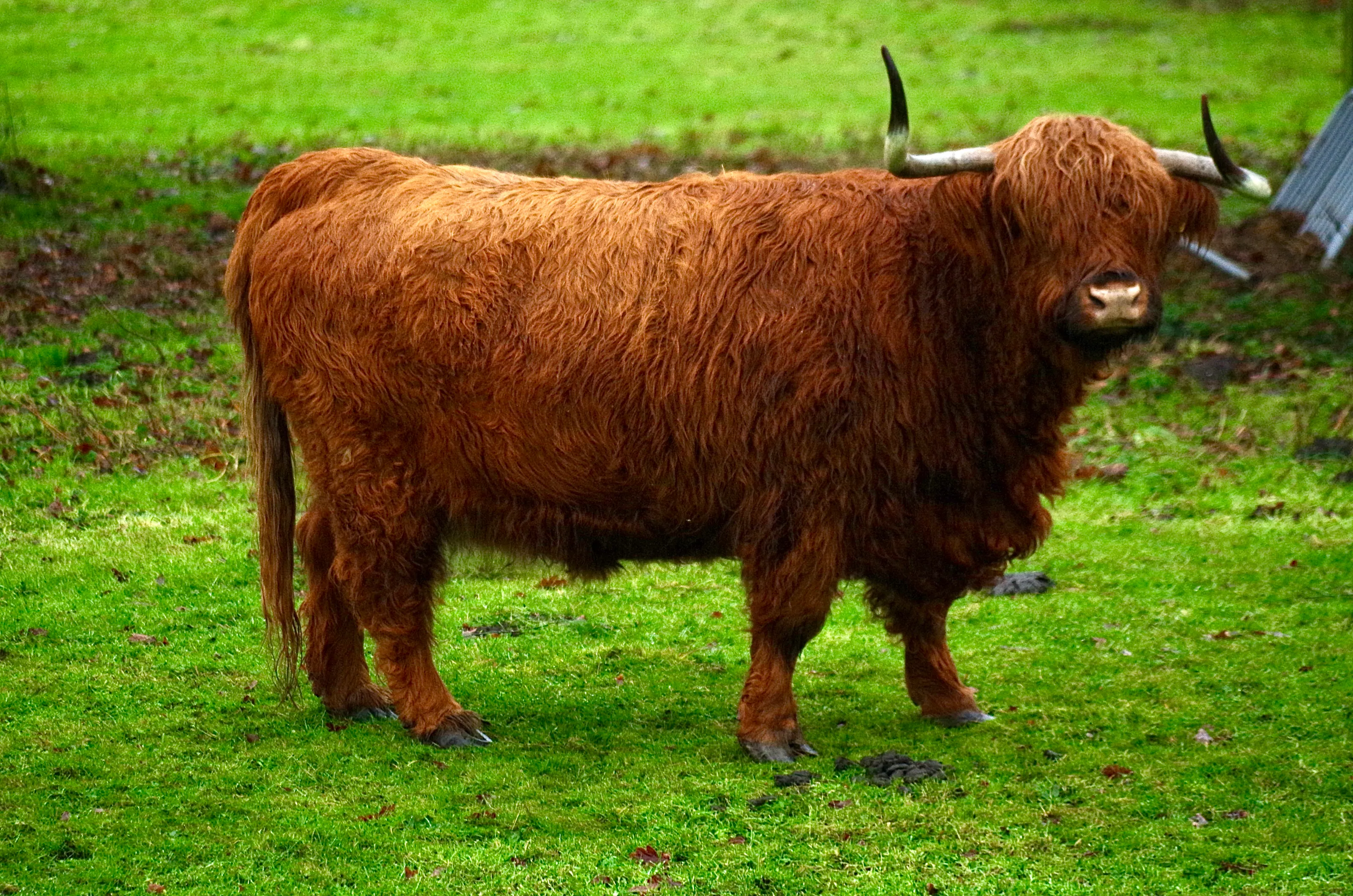 Highland Cow