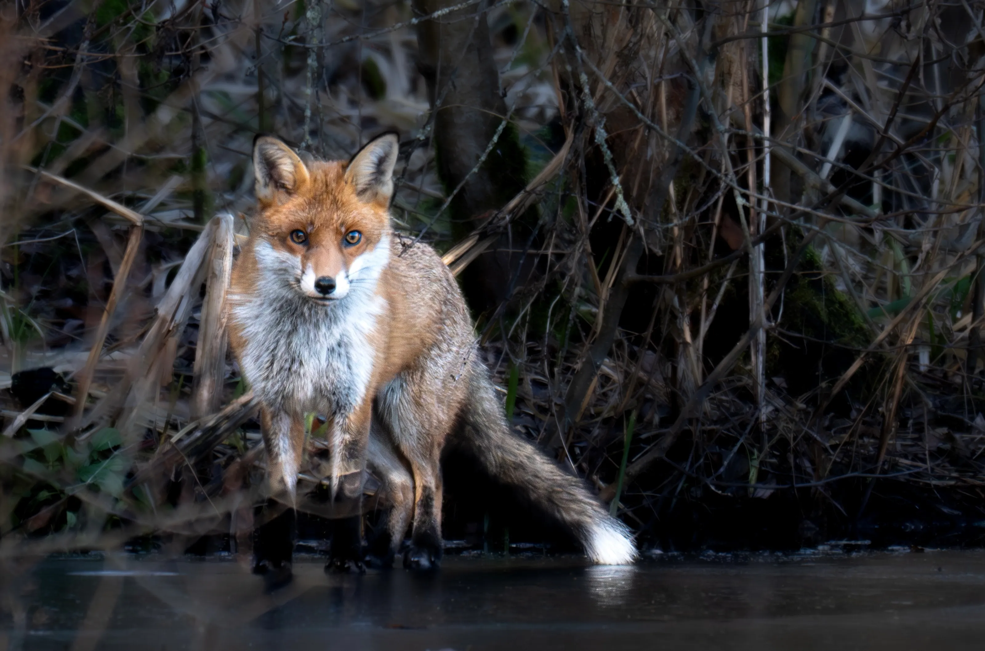 Fox on the ice