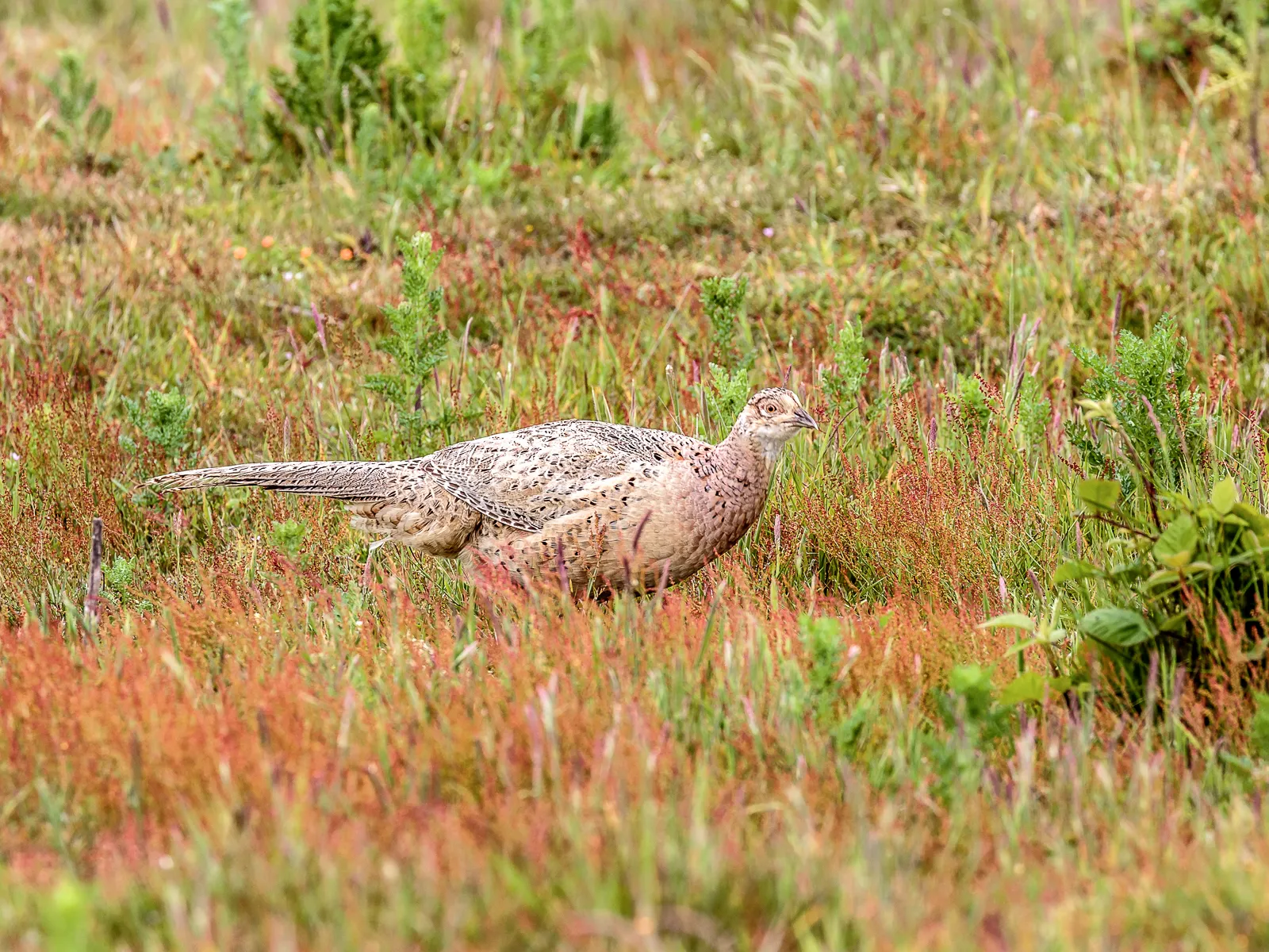 Female Birds