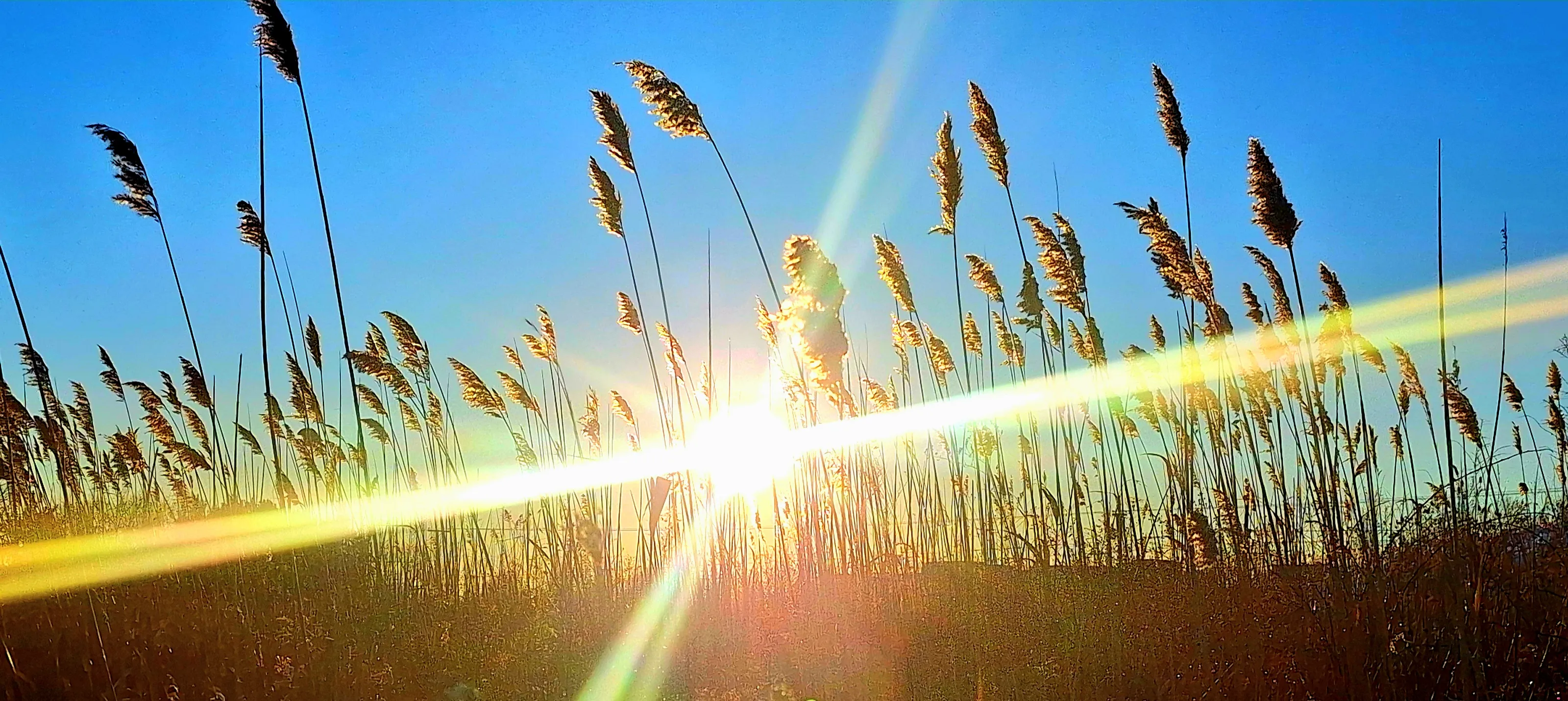 Sunburst