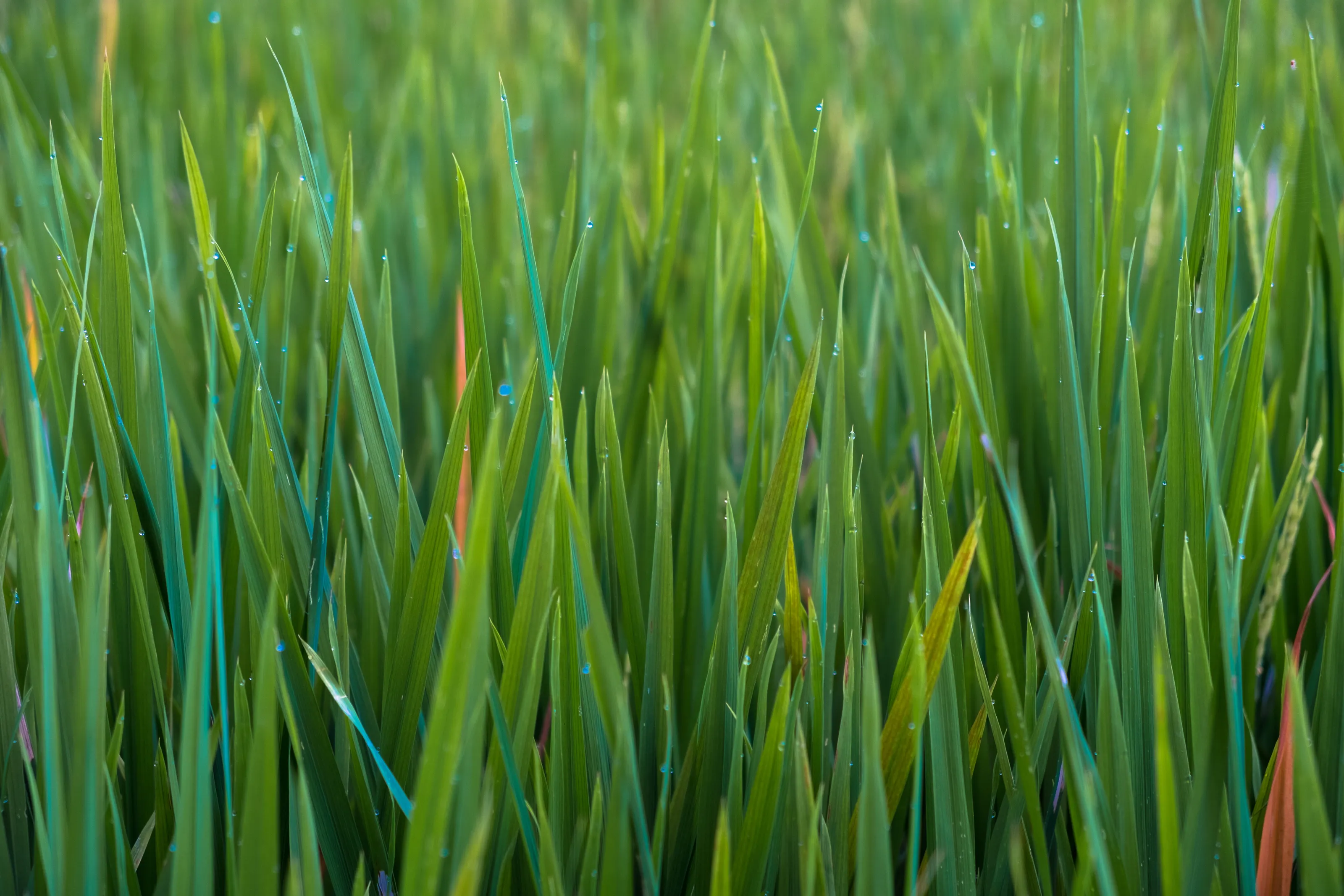 Rice Paddy Green