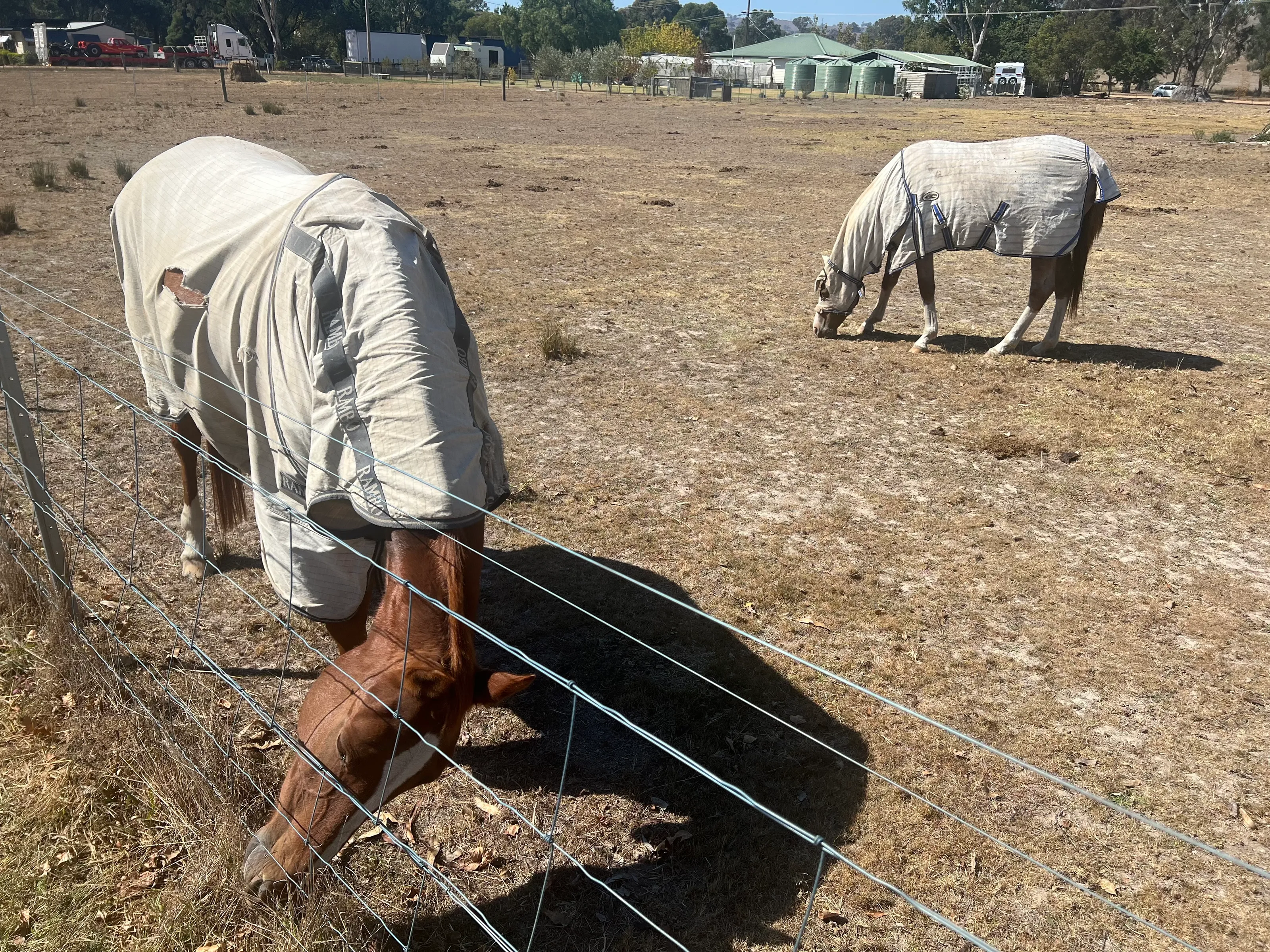 Horses grazing