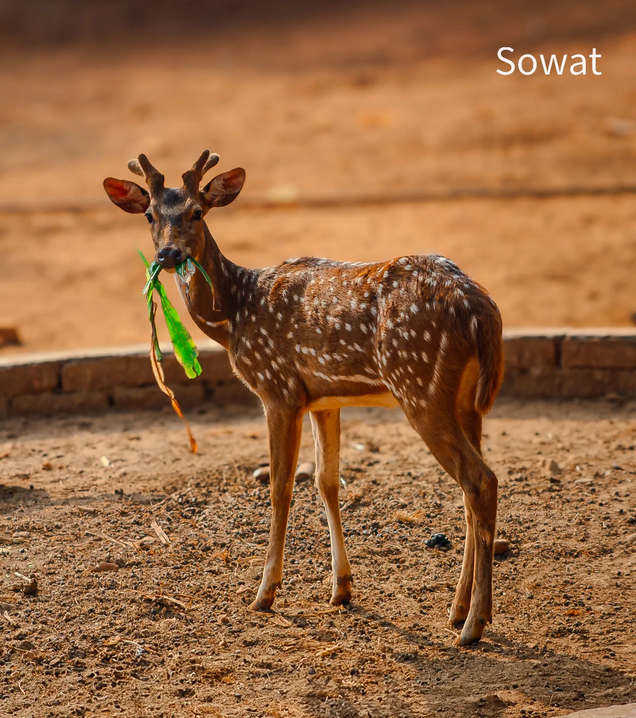 Sowat