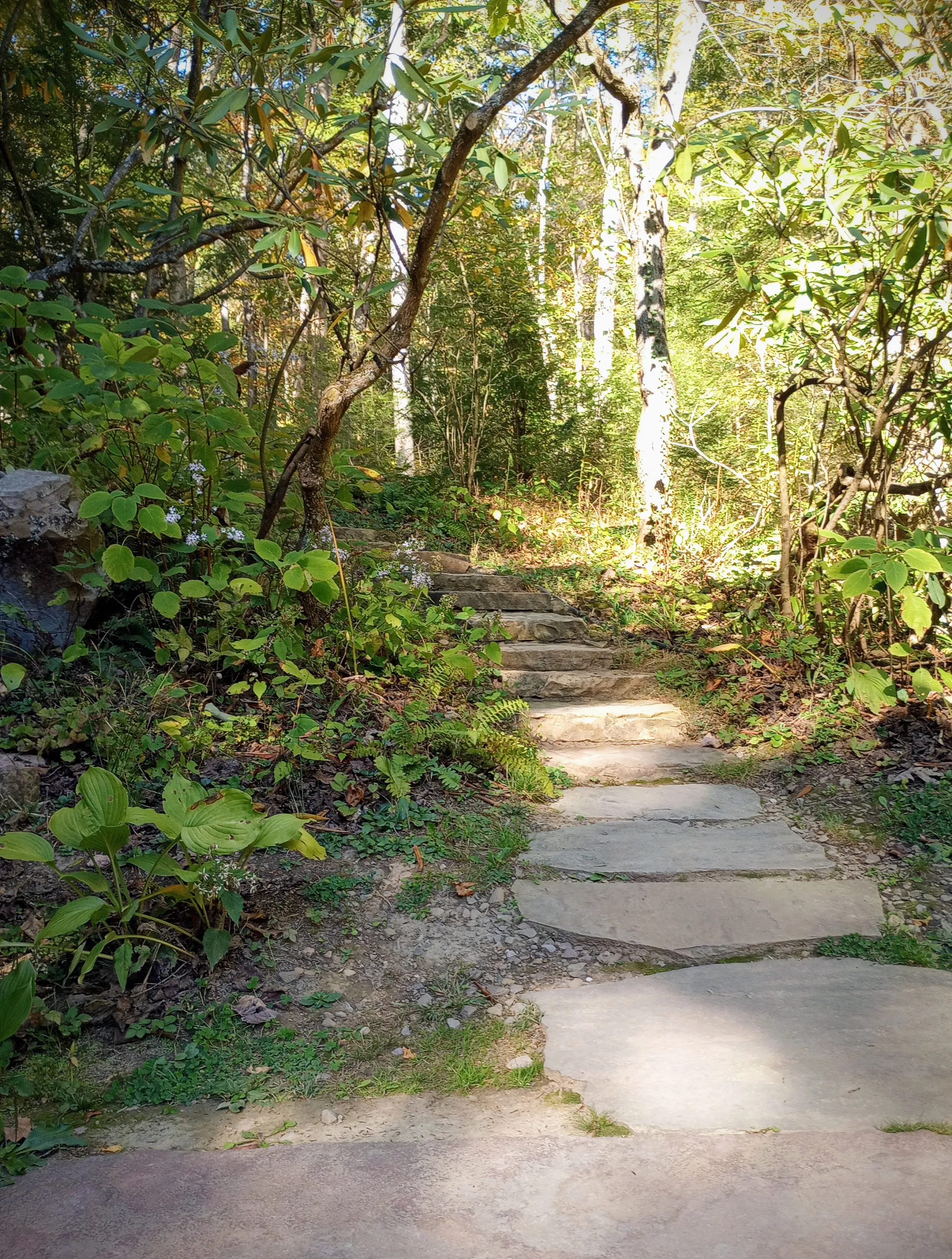 Into The Woods